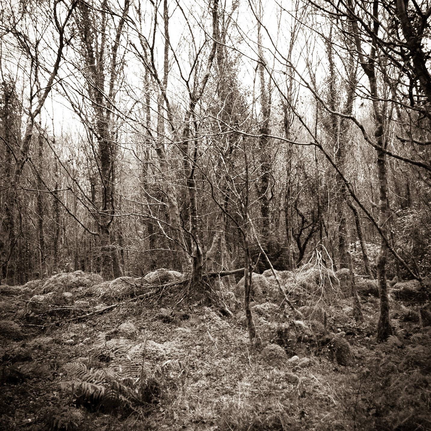 Beddgelert Forest