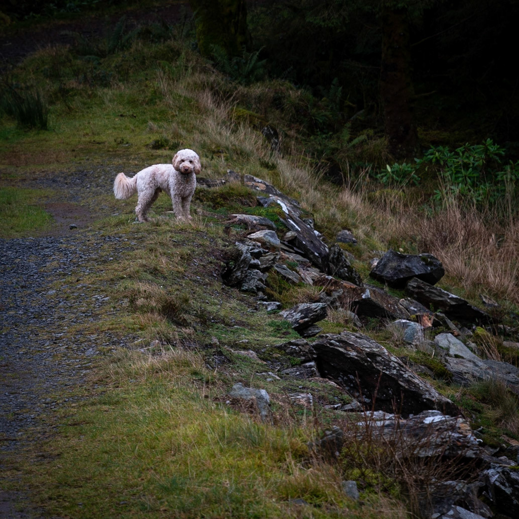 Beddgelert Forest