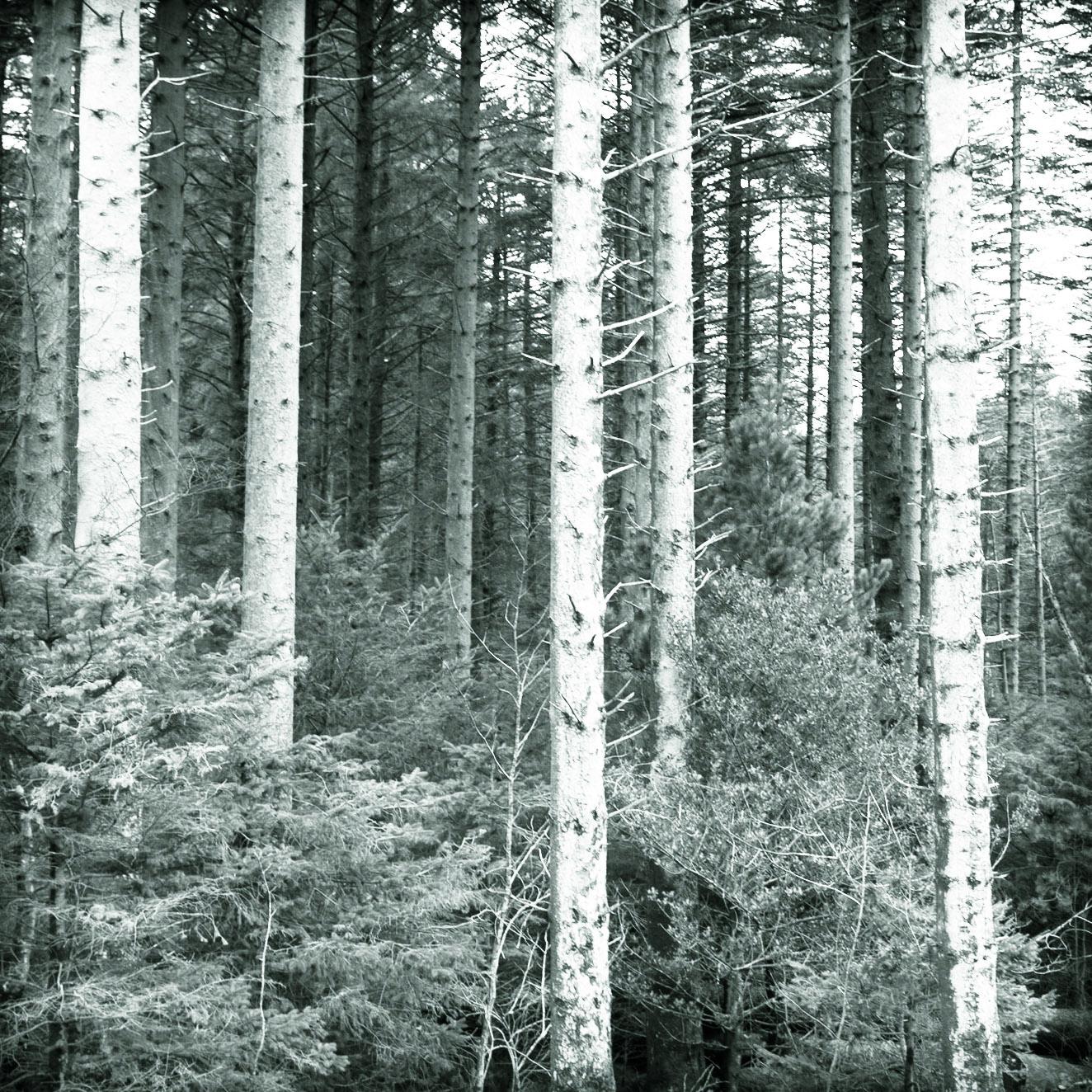 Beddgelert Forest