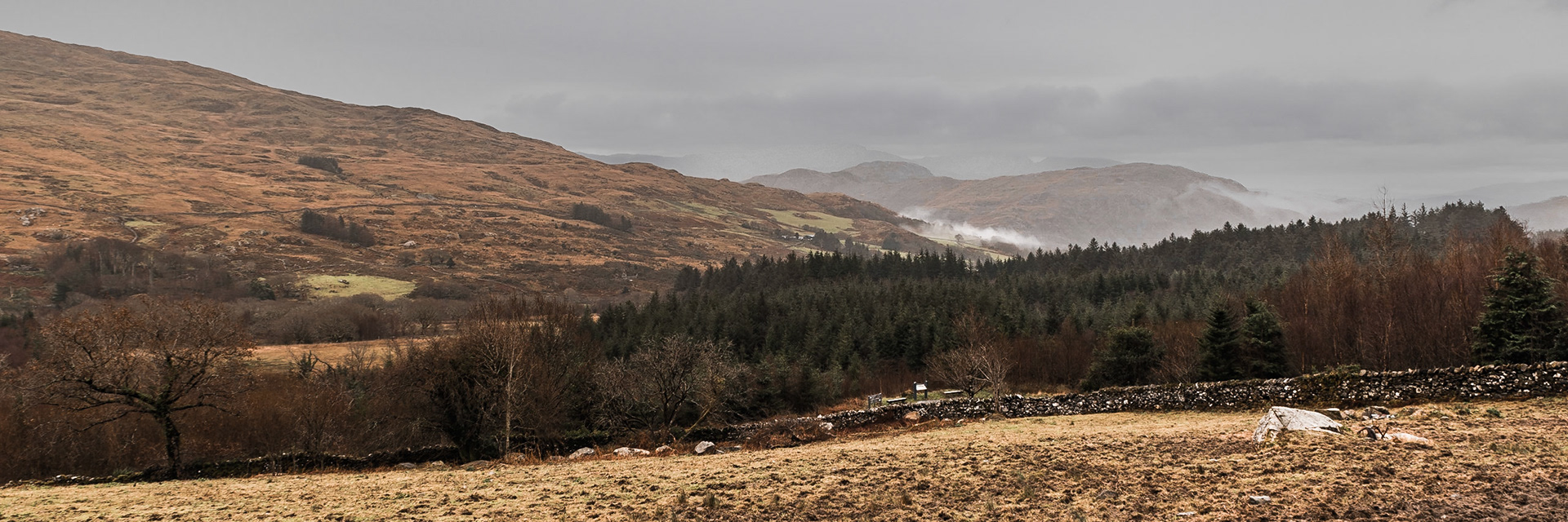 Beddgelert Forest