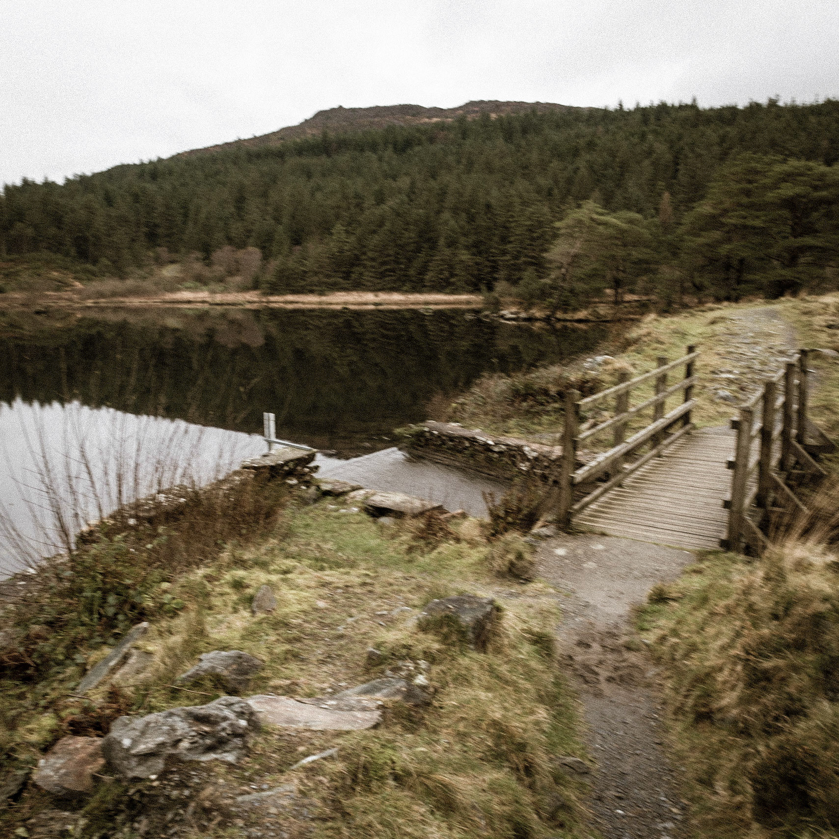 Beddgelert Forest