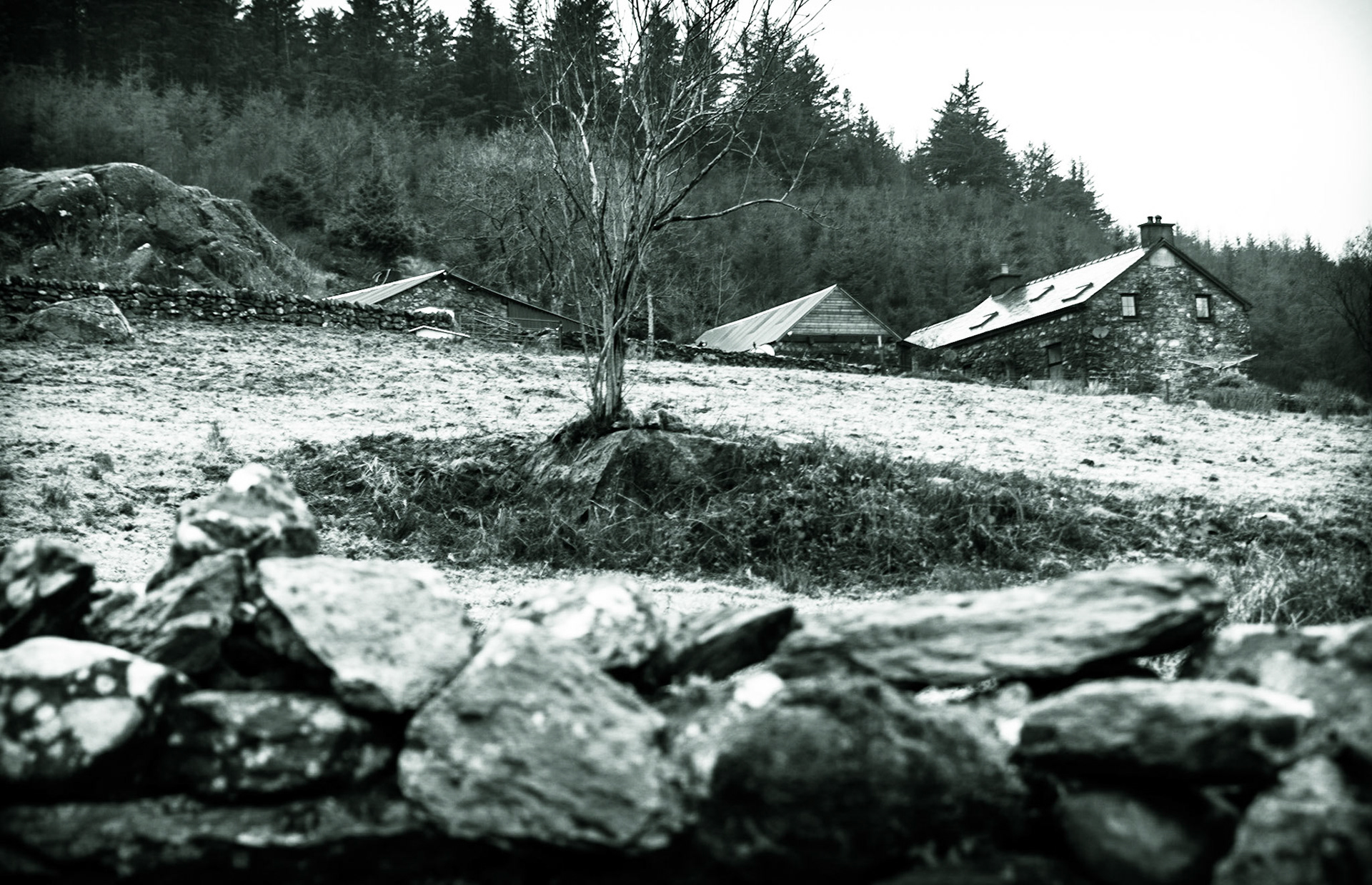 Beddgelert Forest