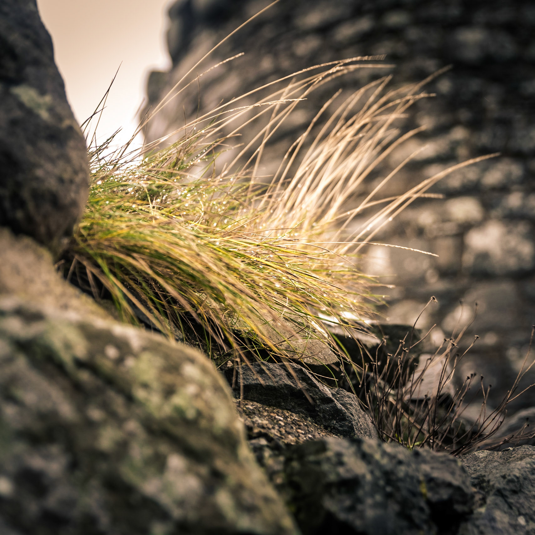 Harlech Castle