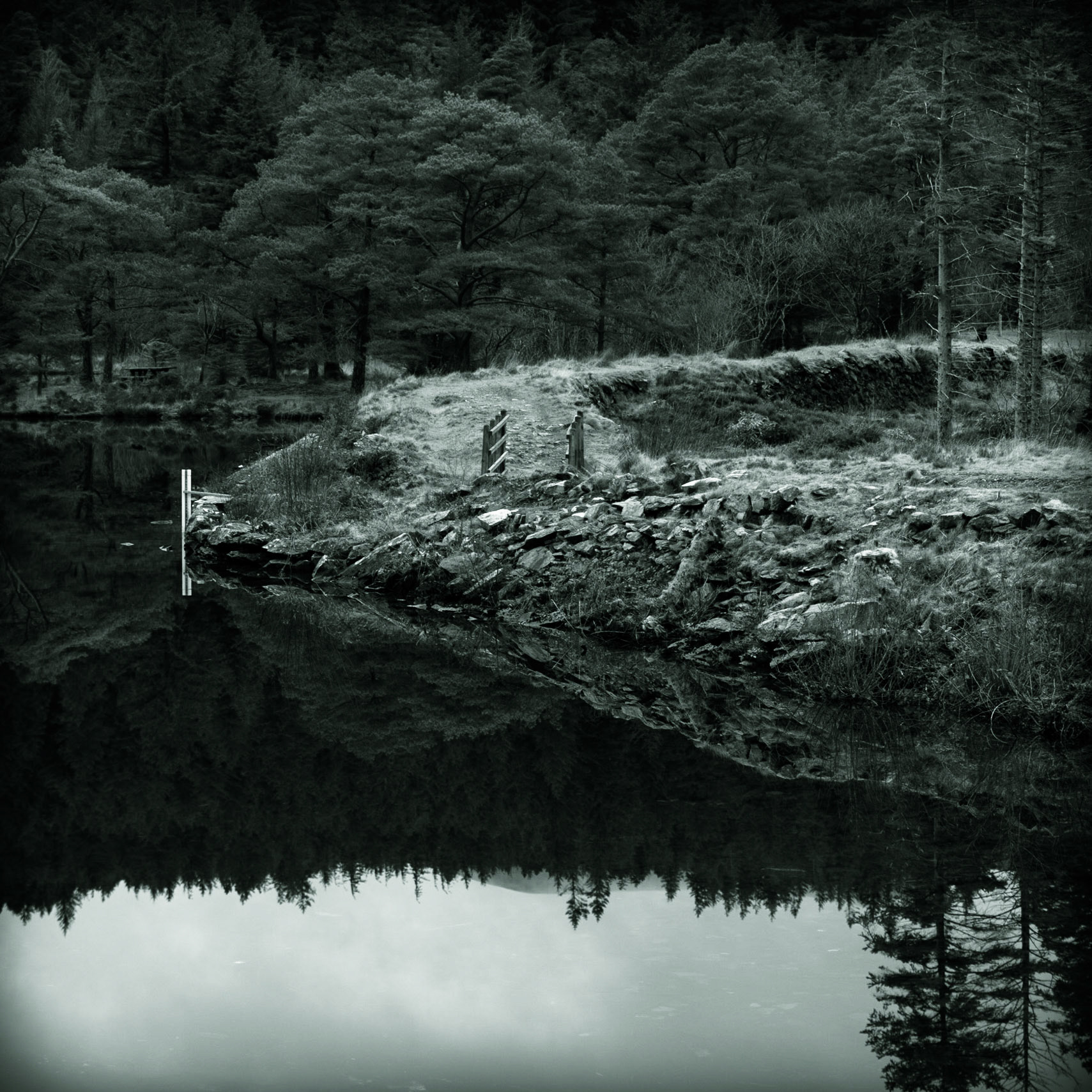 Beddgelert Forest