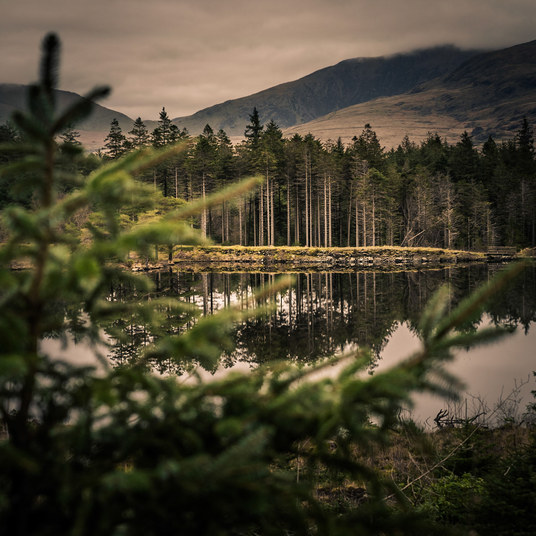 Beddgelert Forest