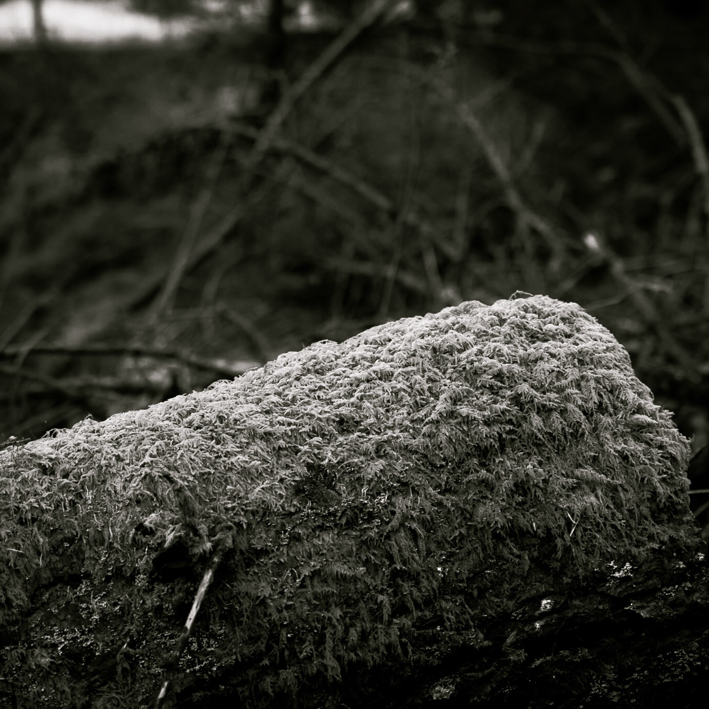 Beddgelert Forest