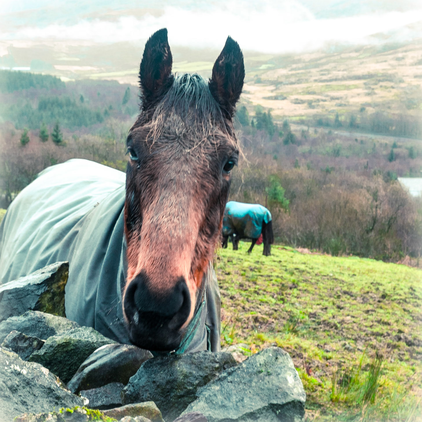 Beddgelert Forest