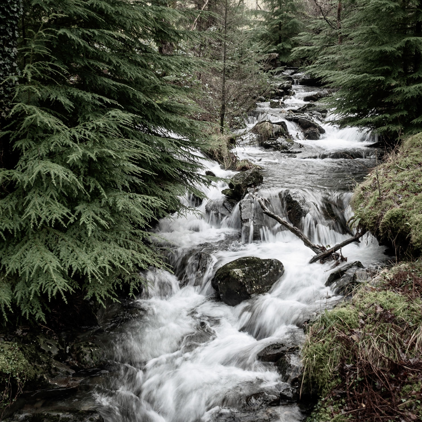 Beddgelert Forest