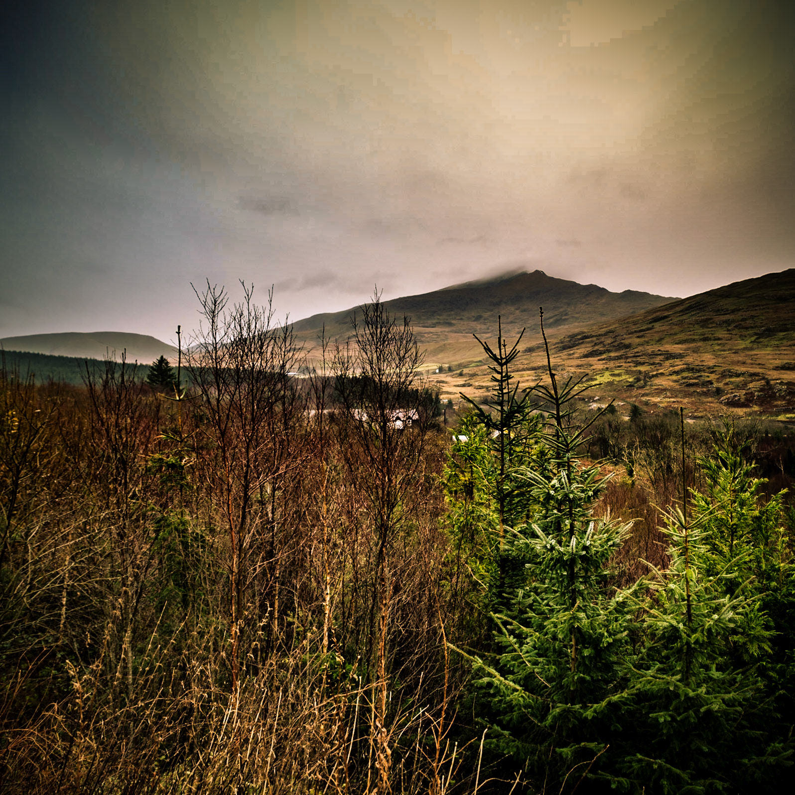 Beddgelert Forest