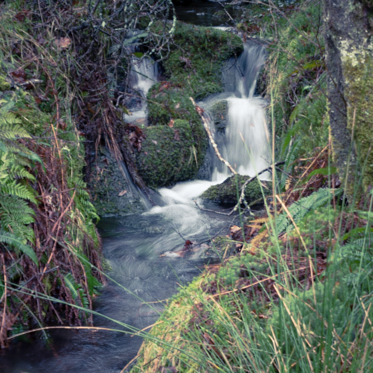 Beddgelert Forest