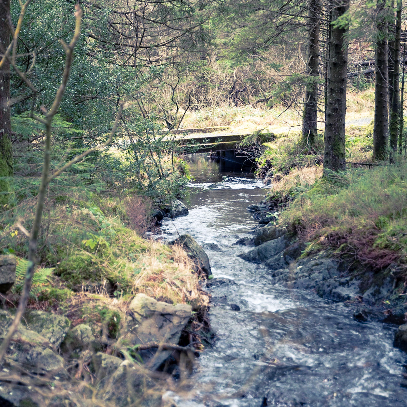 Beddgelert Forest
