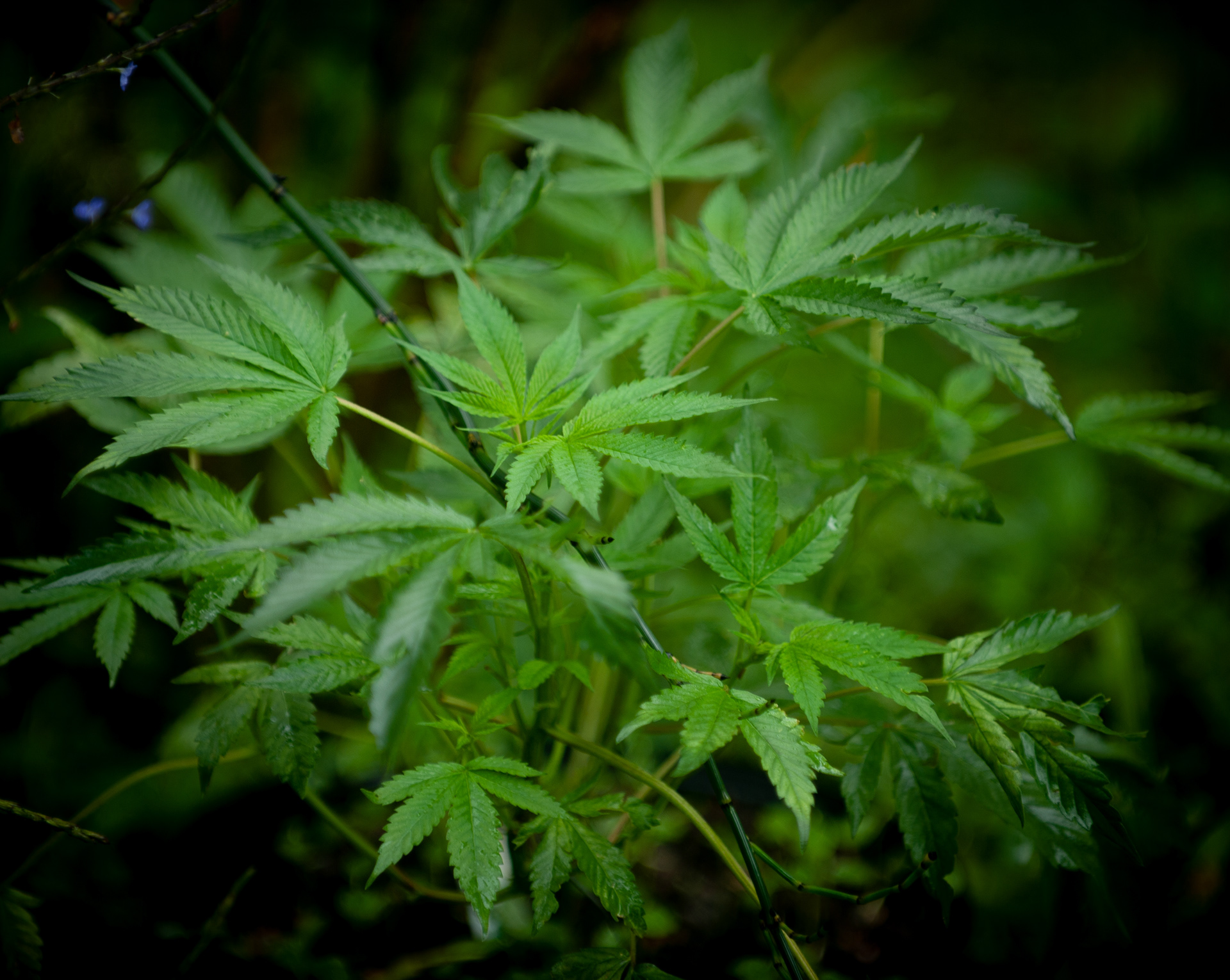 Canabis Sativa