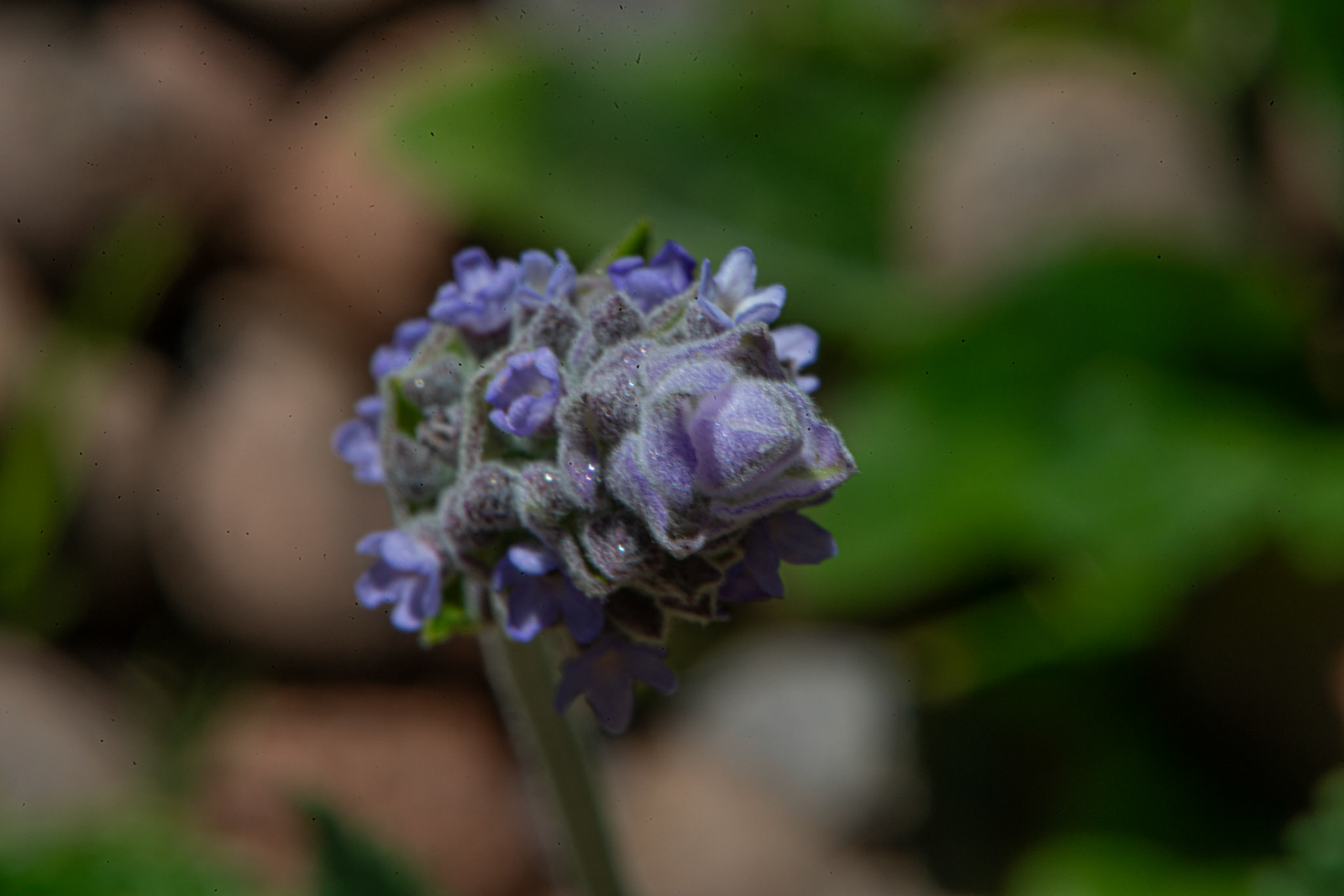 Lavanda