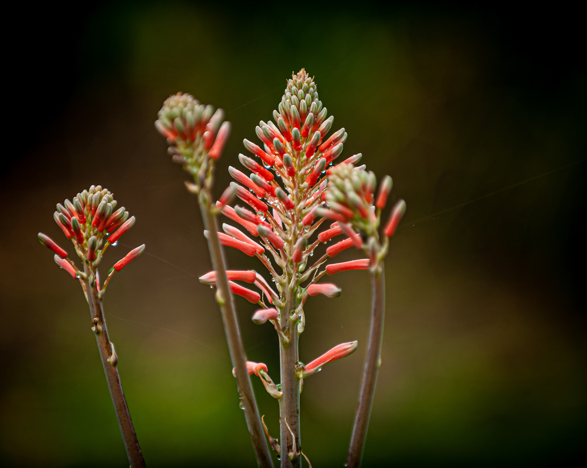 Flor de Babosa