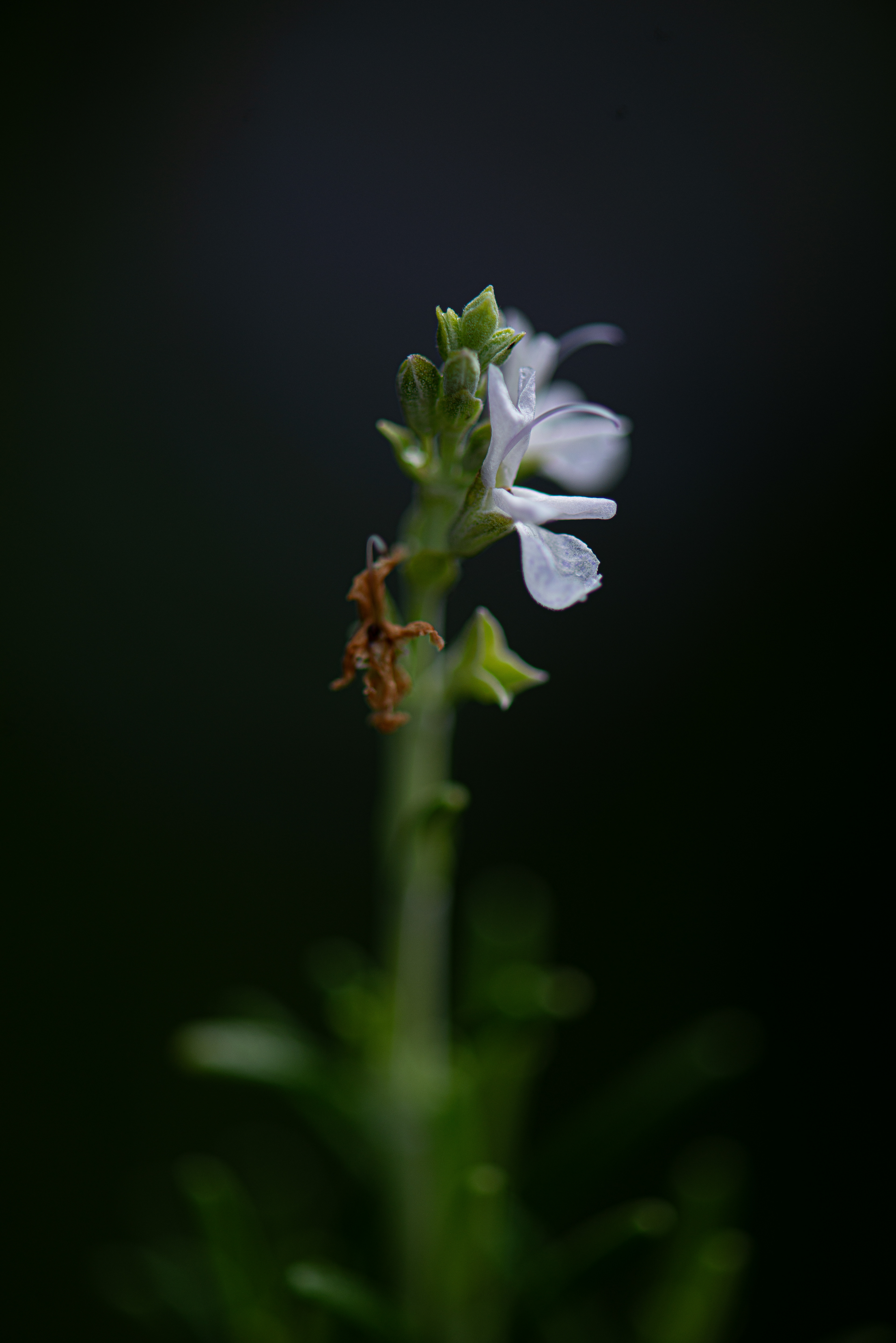 Flor de Alecrim