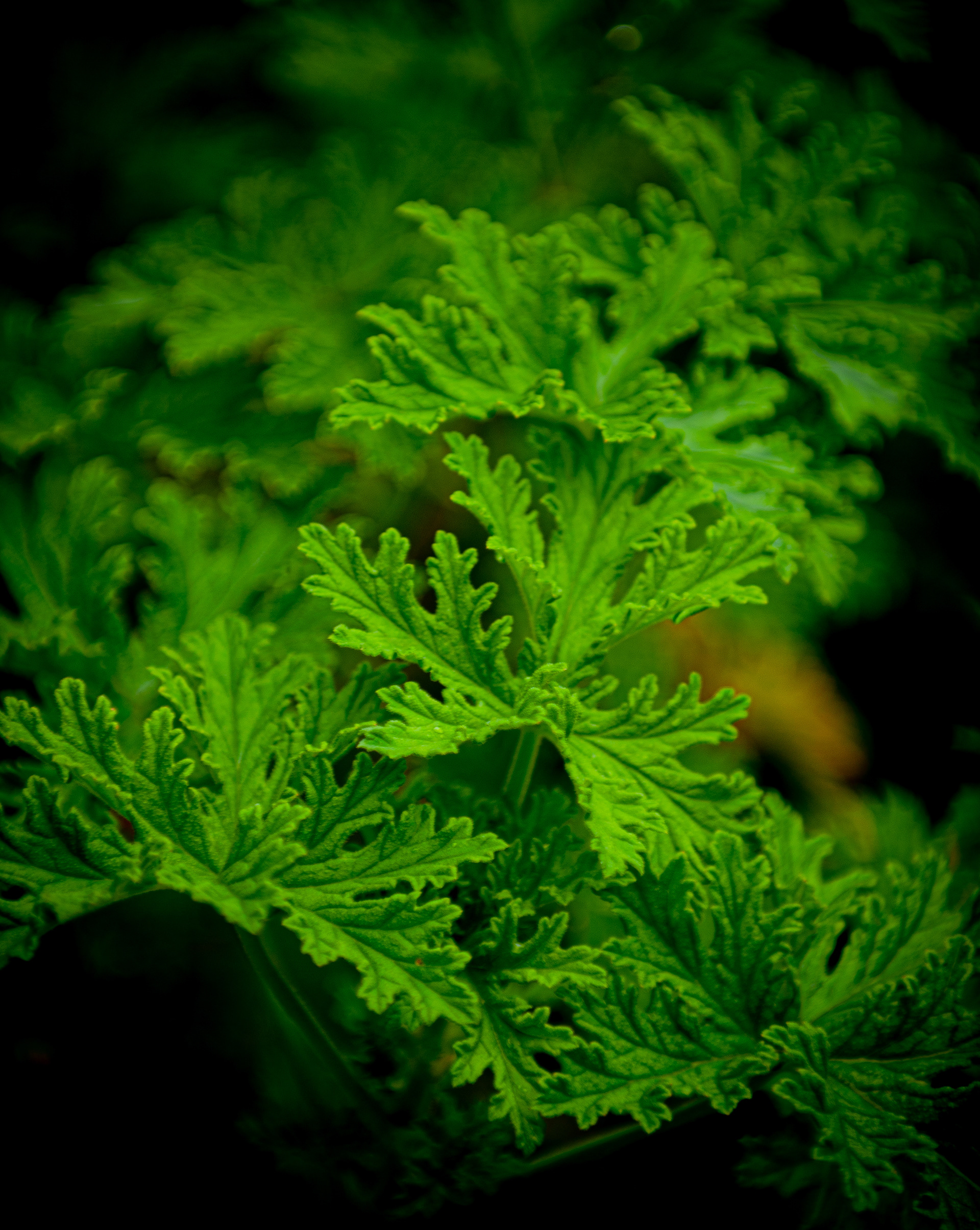 Artemisia