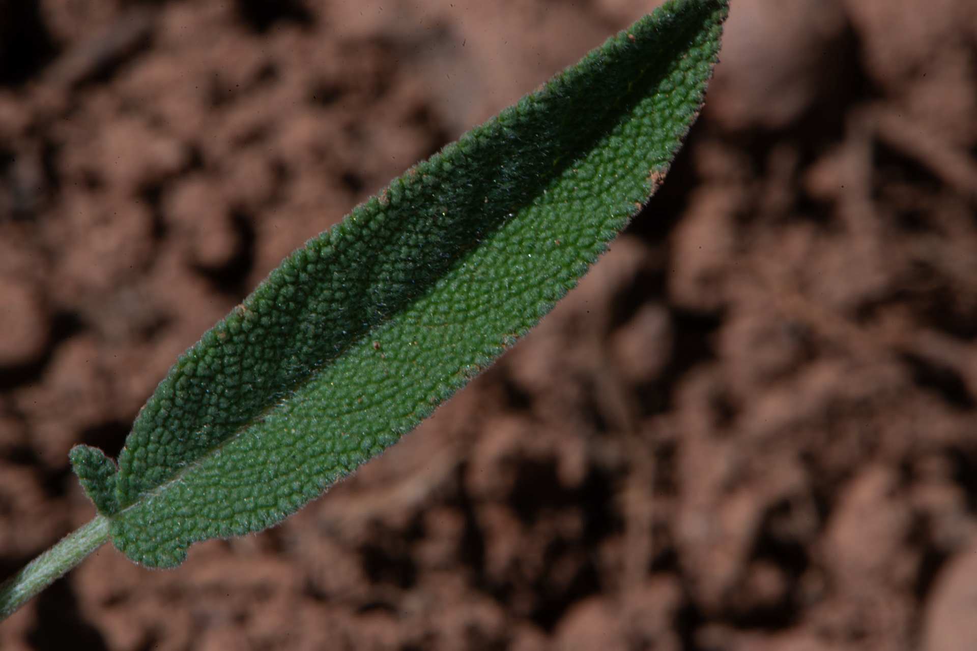 Salvia