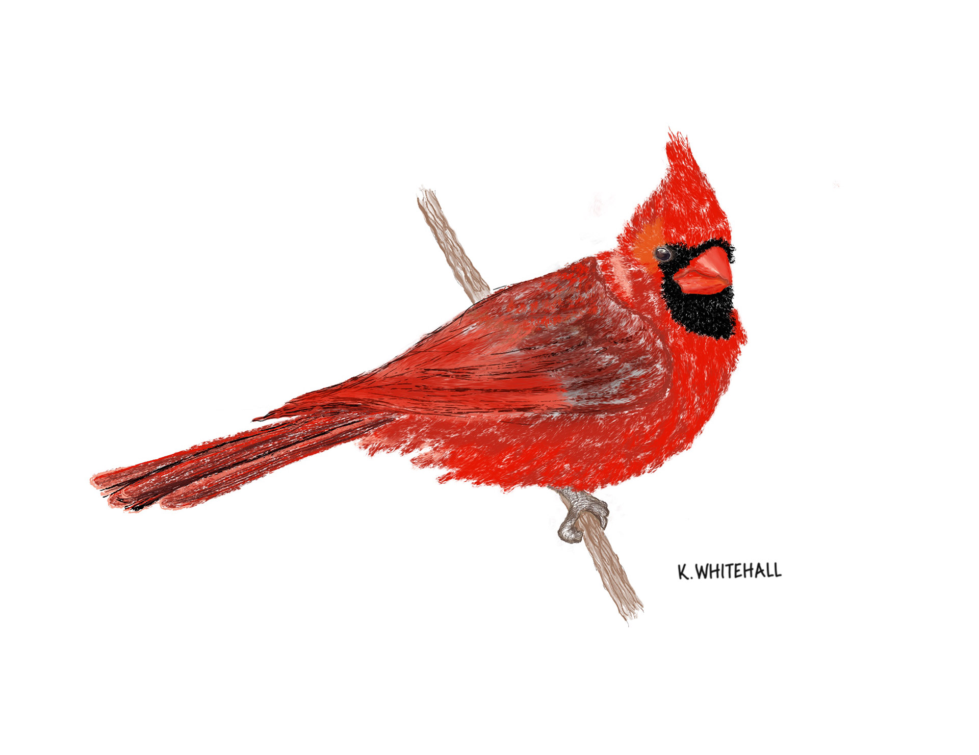 Digital Illustration