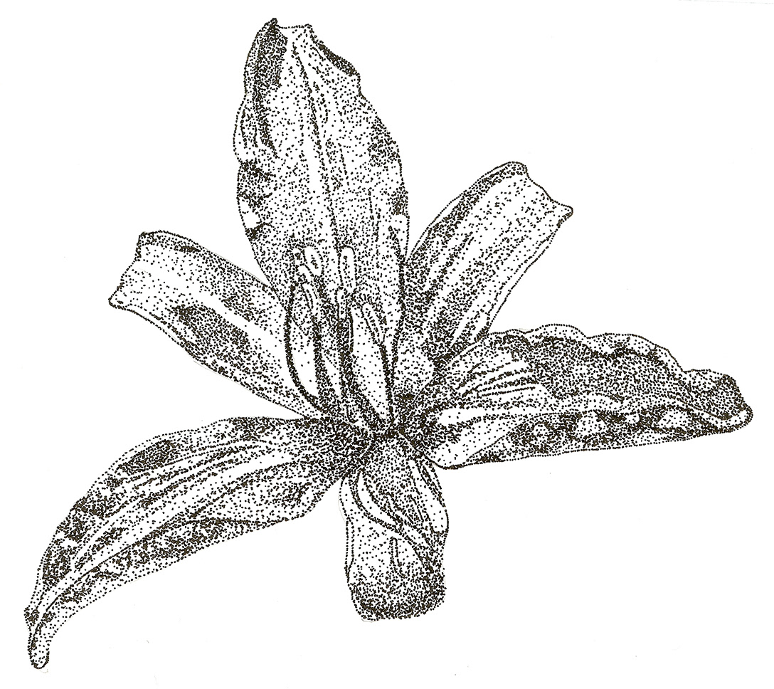 Digital Stippling