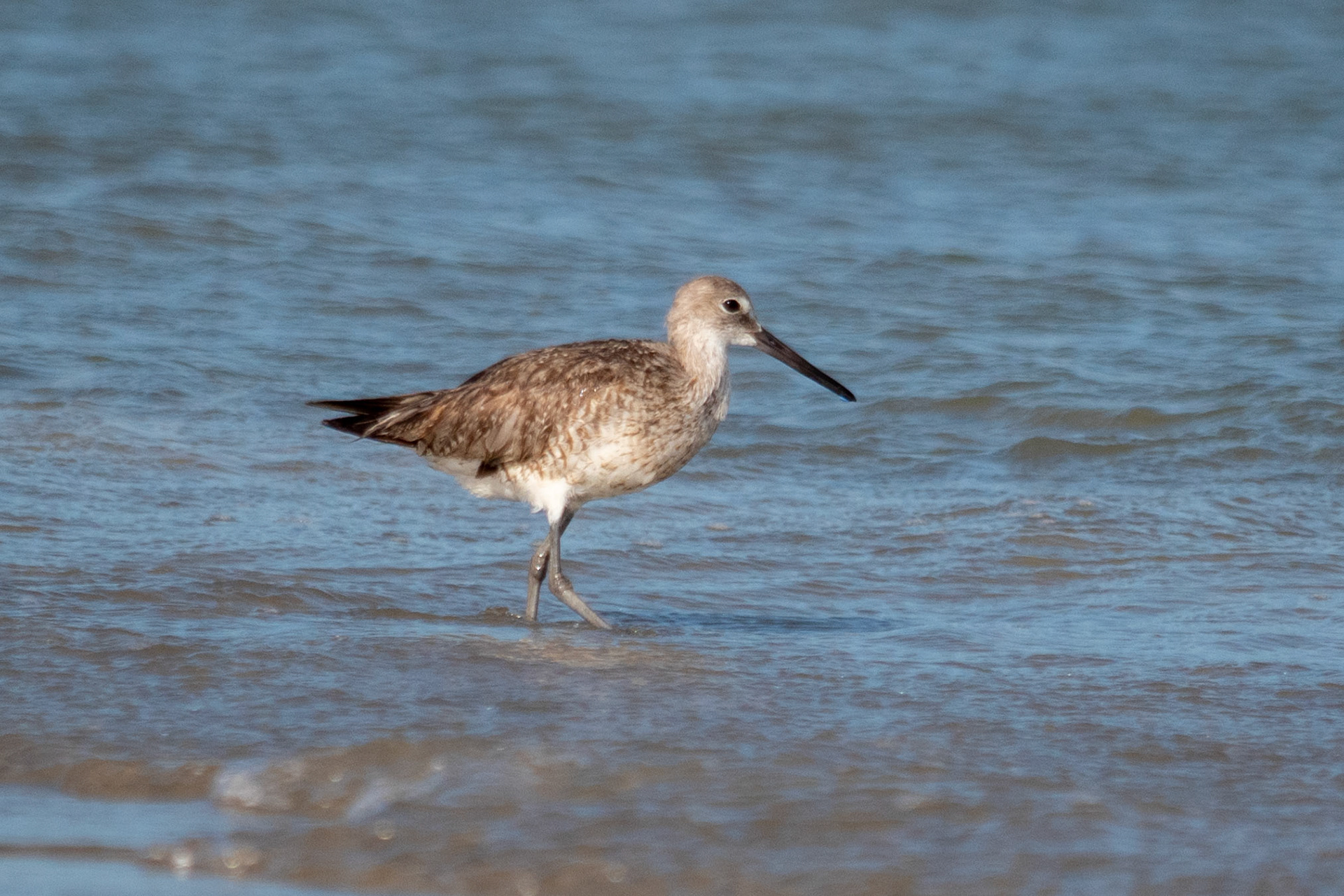 Willet