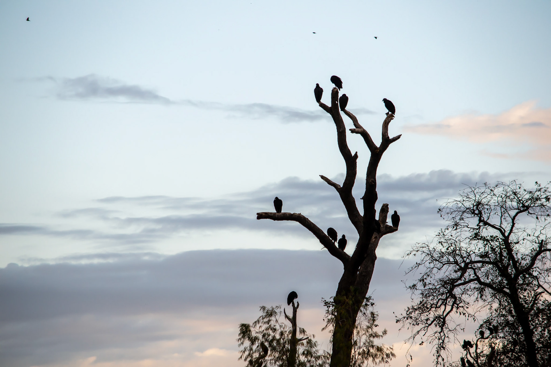 Vultures