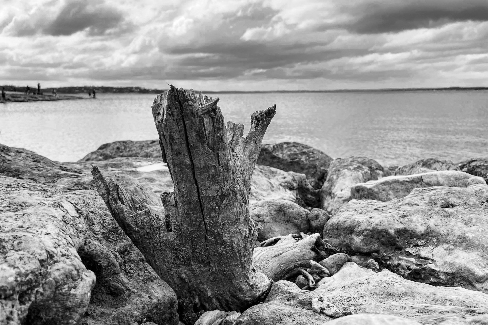 Drift wood on Canyon Lake. TX