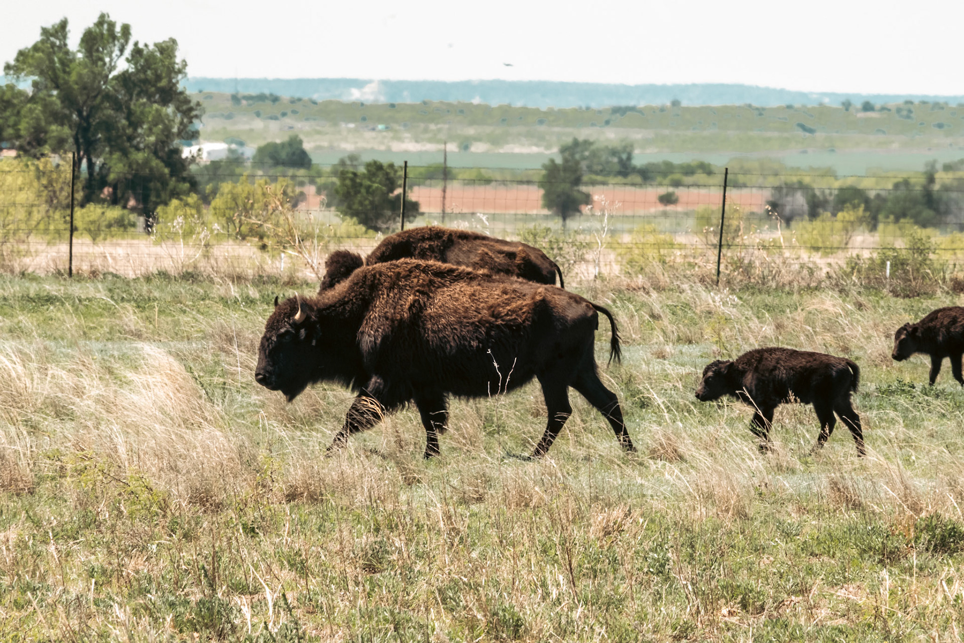 Buffalo in Caprice Canyons State Park, TX