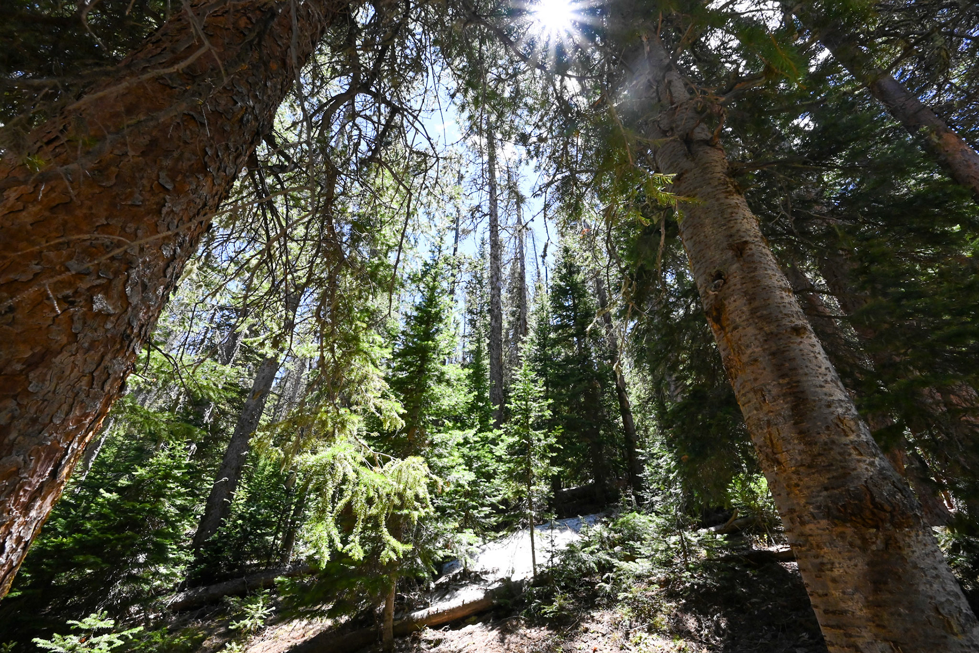 Woods of Colorado