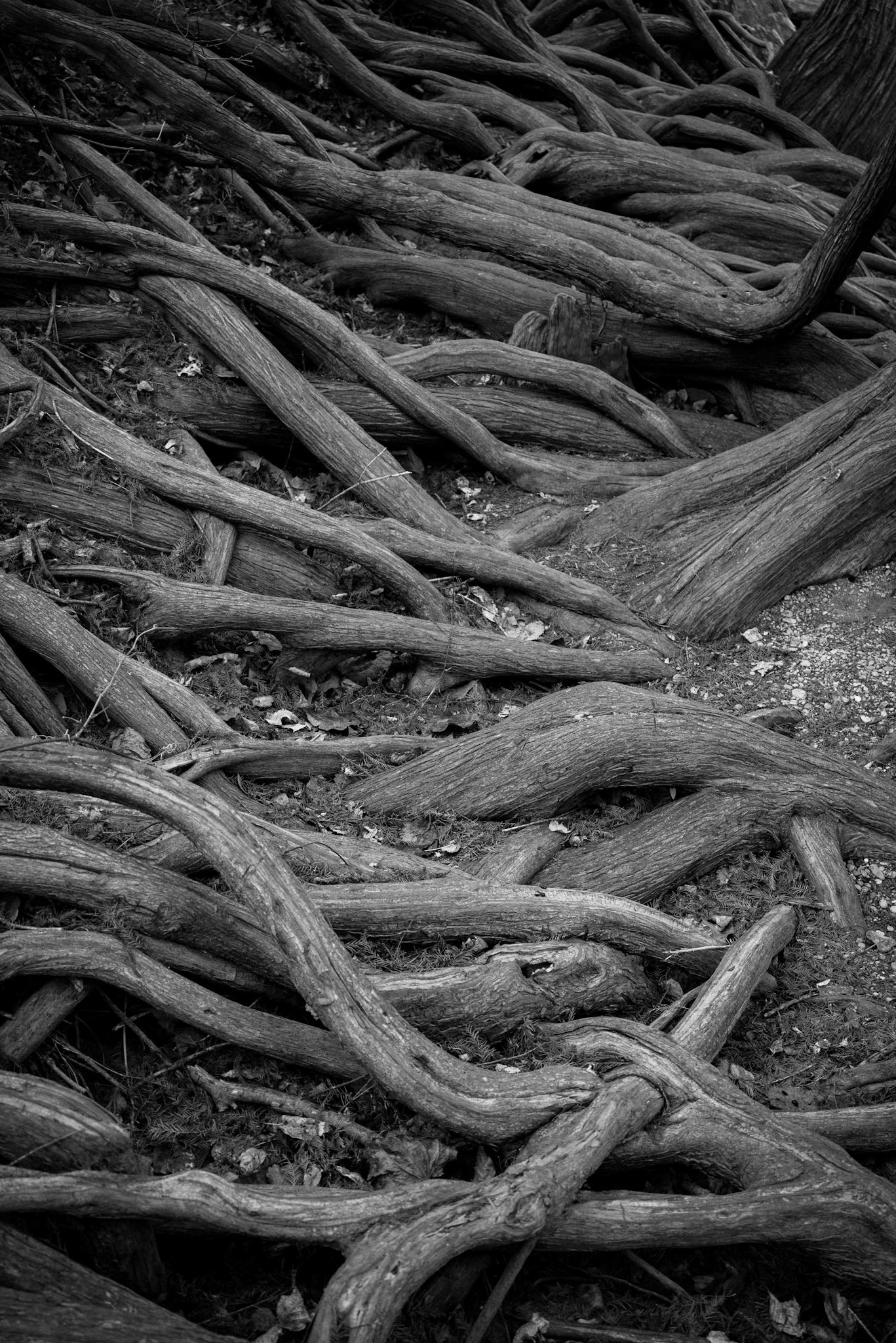 Roots