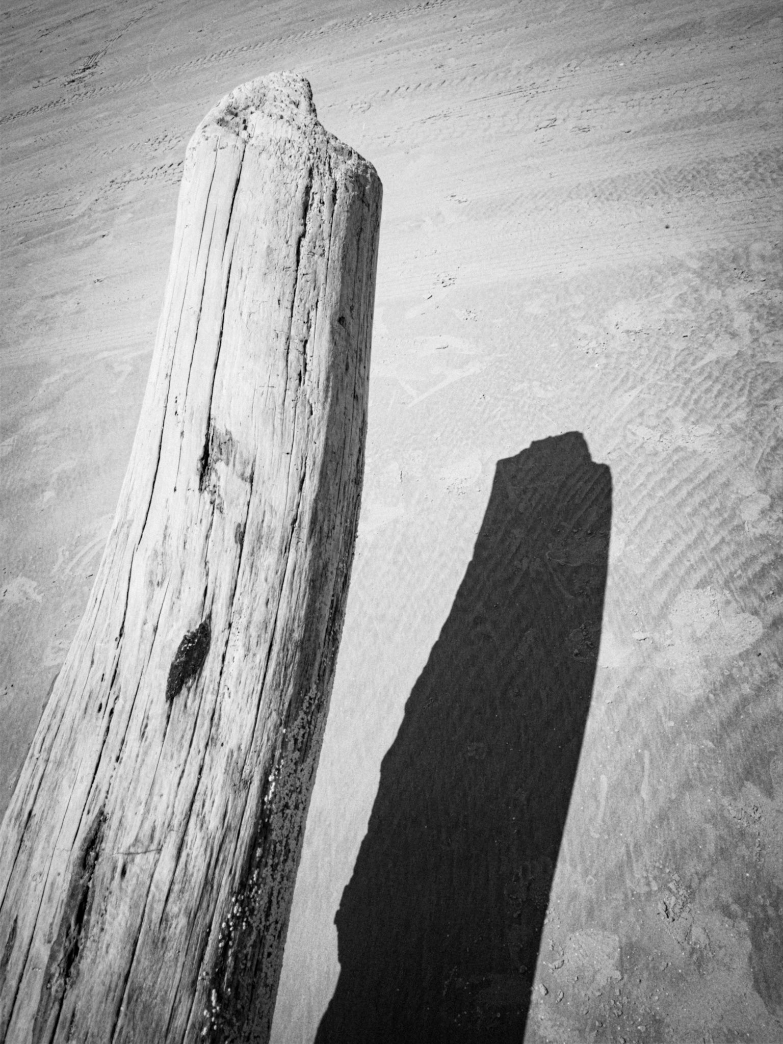 Driftwood Shadow