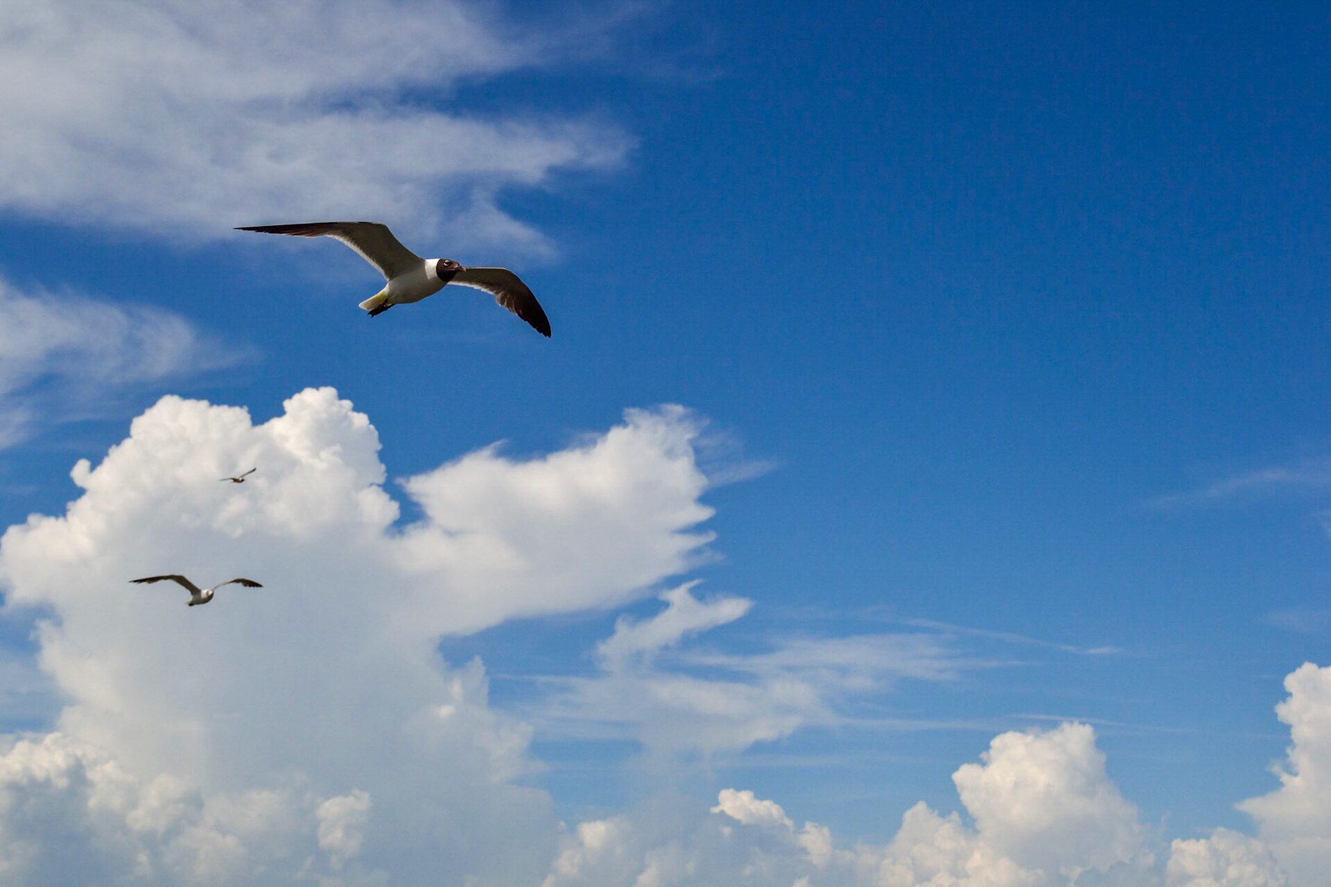 Seagull In The Clouds