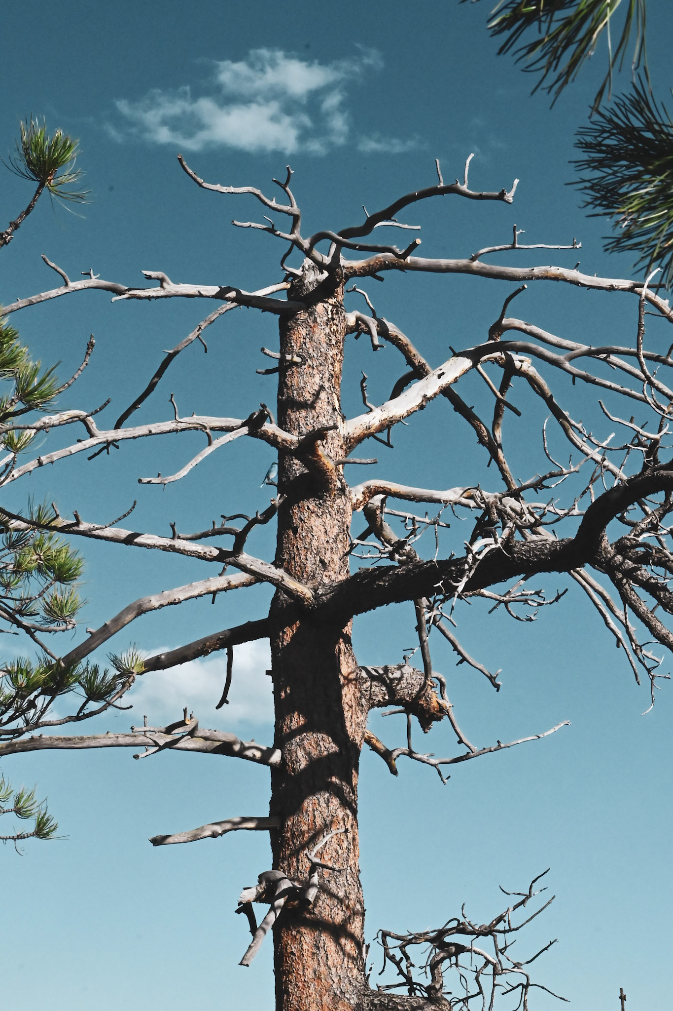 Dead Tree