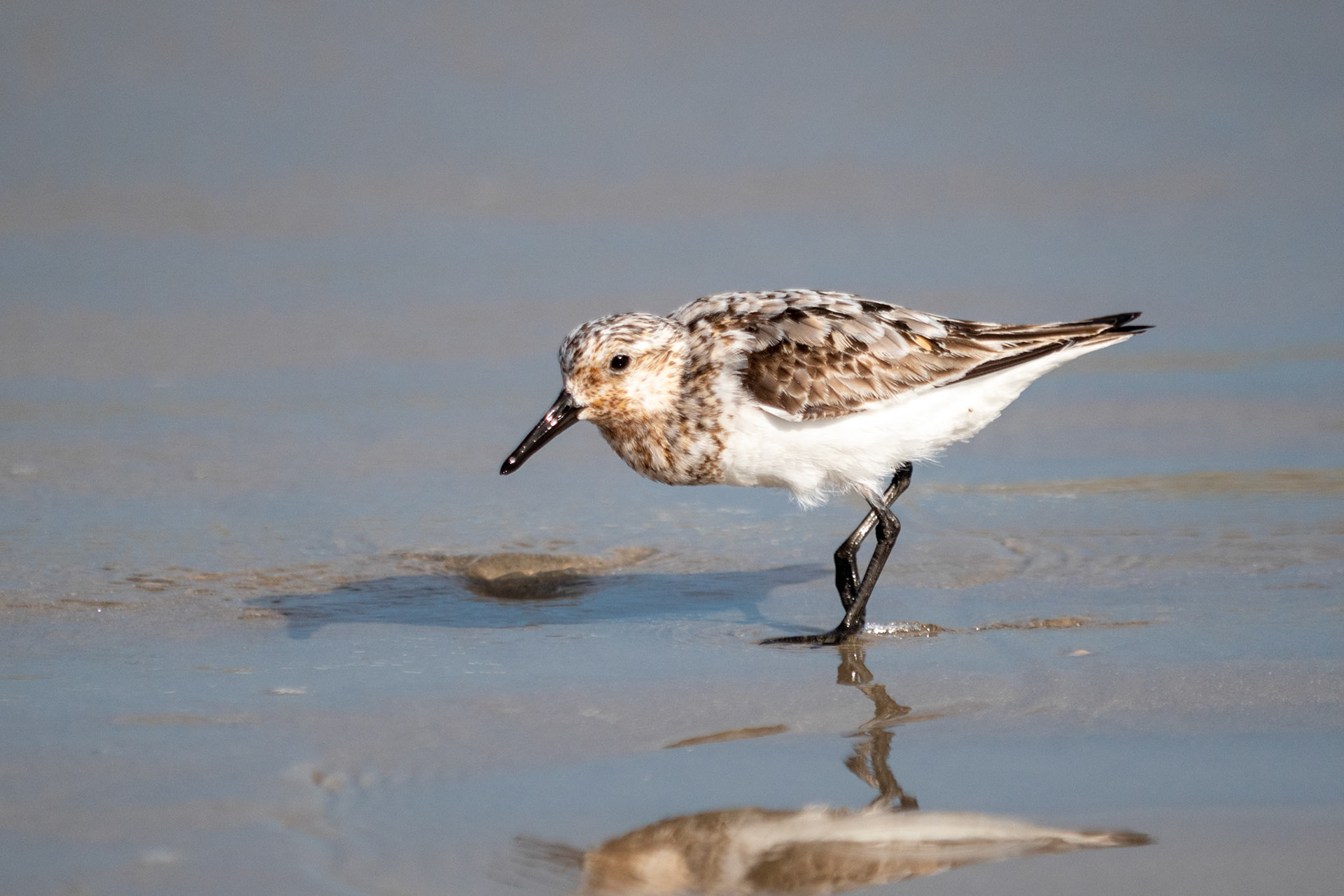 Sandpiper