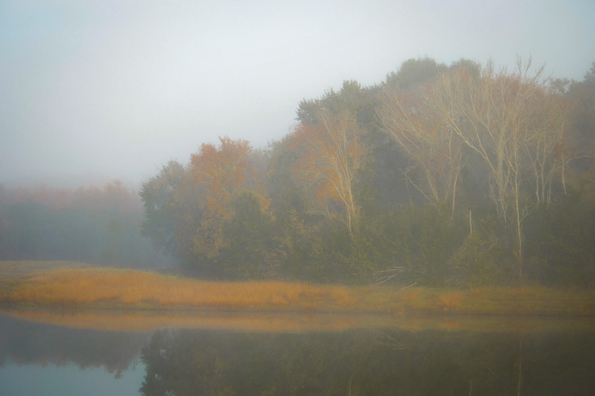 Forest through the Fog
