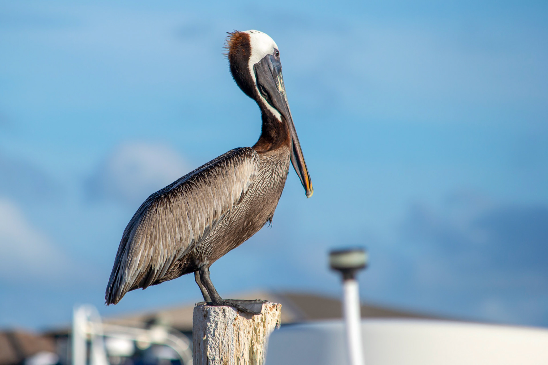 Pelican in Florida
