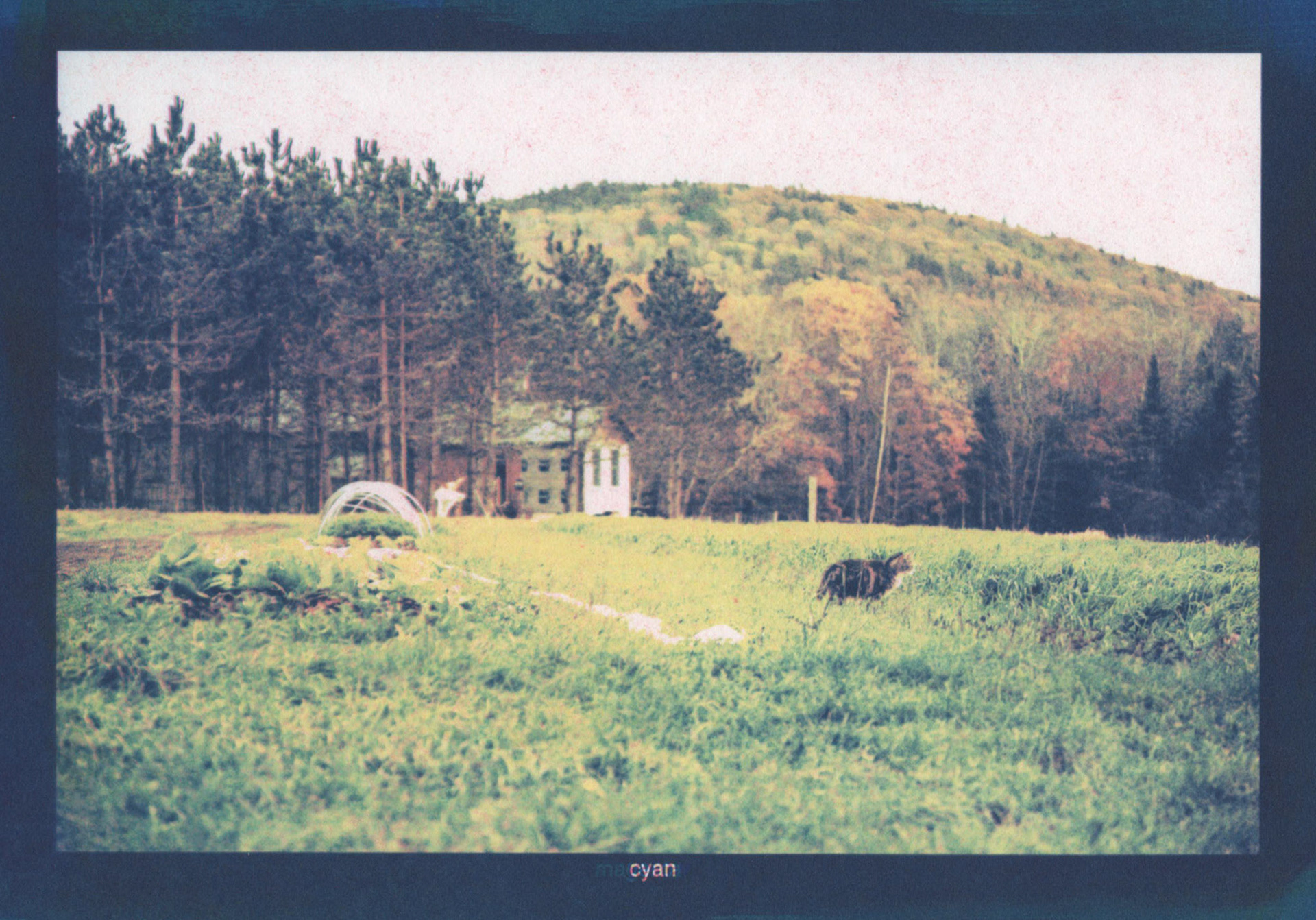 Tri Colored Gum Bichromate - Farm Cat