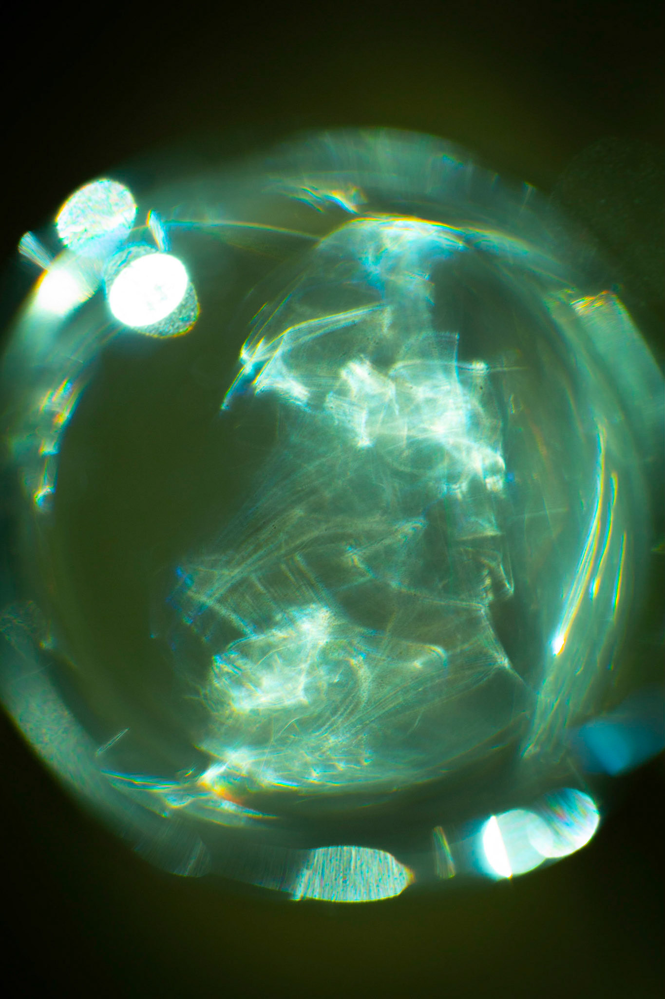 Dispertion