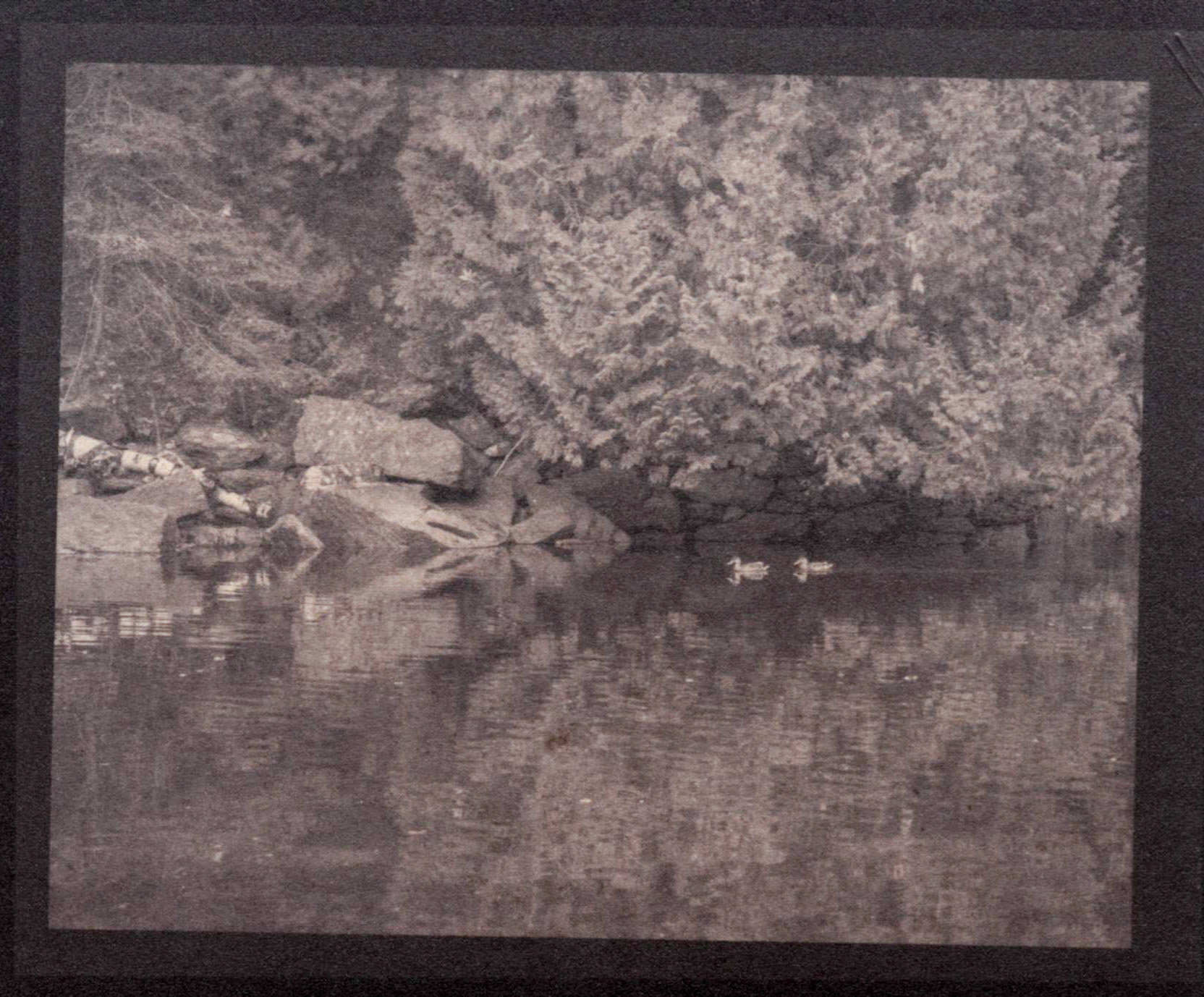 Albumen - Ducks on the River