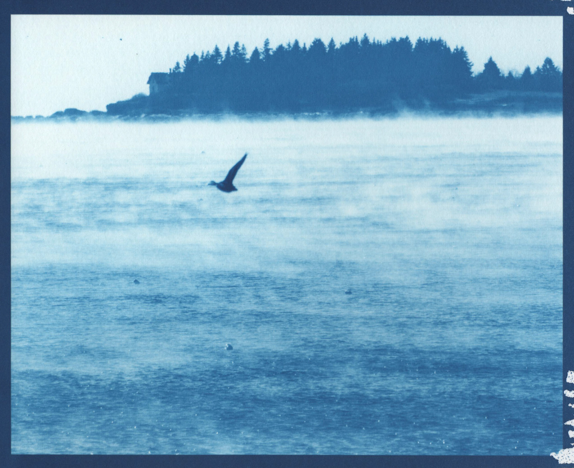 Cyanotype - Seasmoke Duck