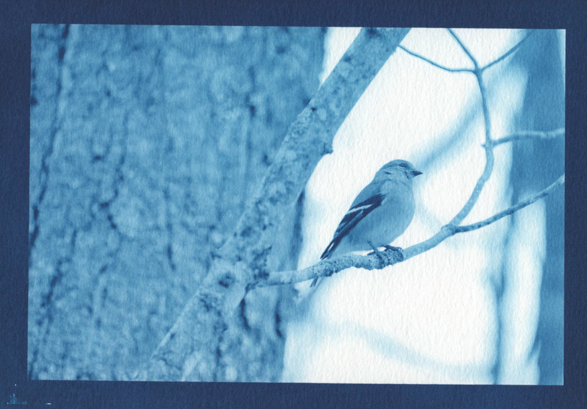Cyanotype - Goldfinch