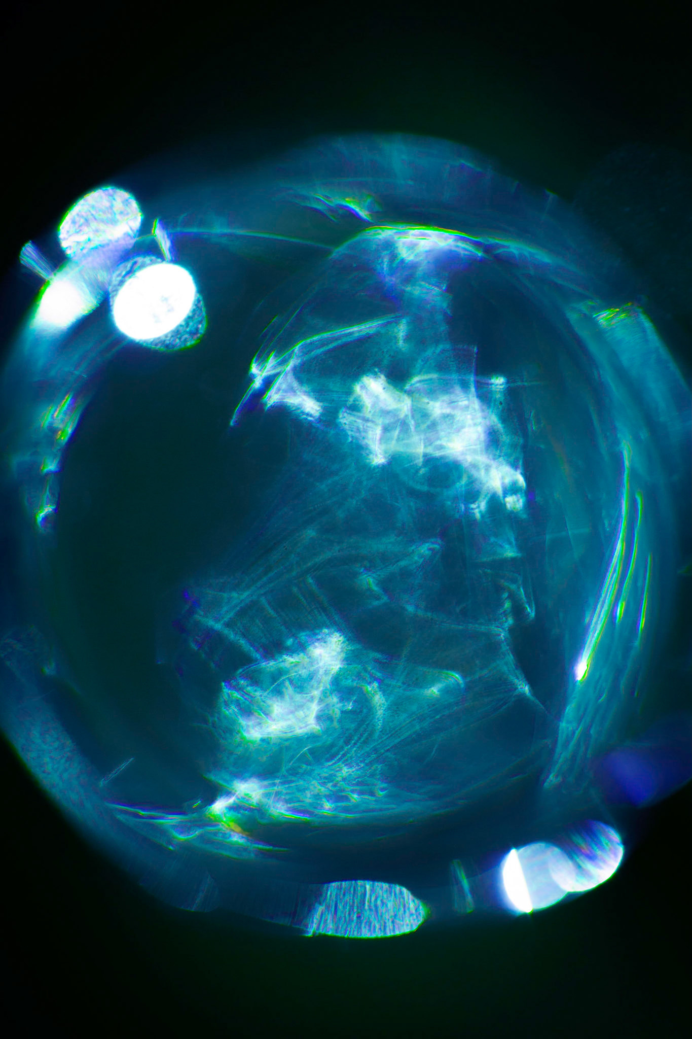 Optical