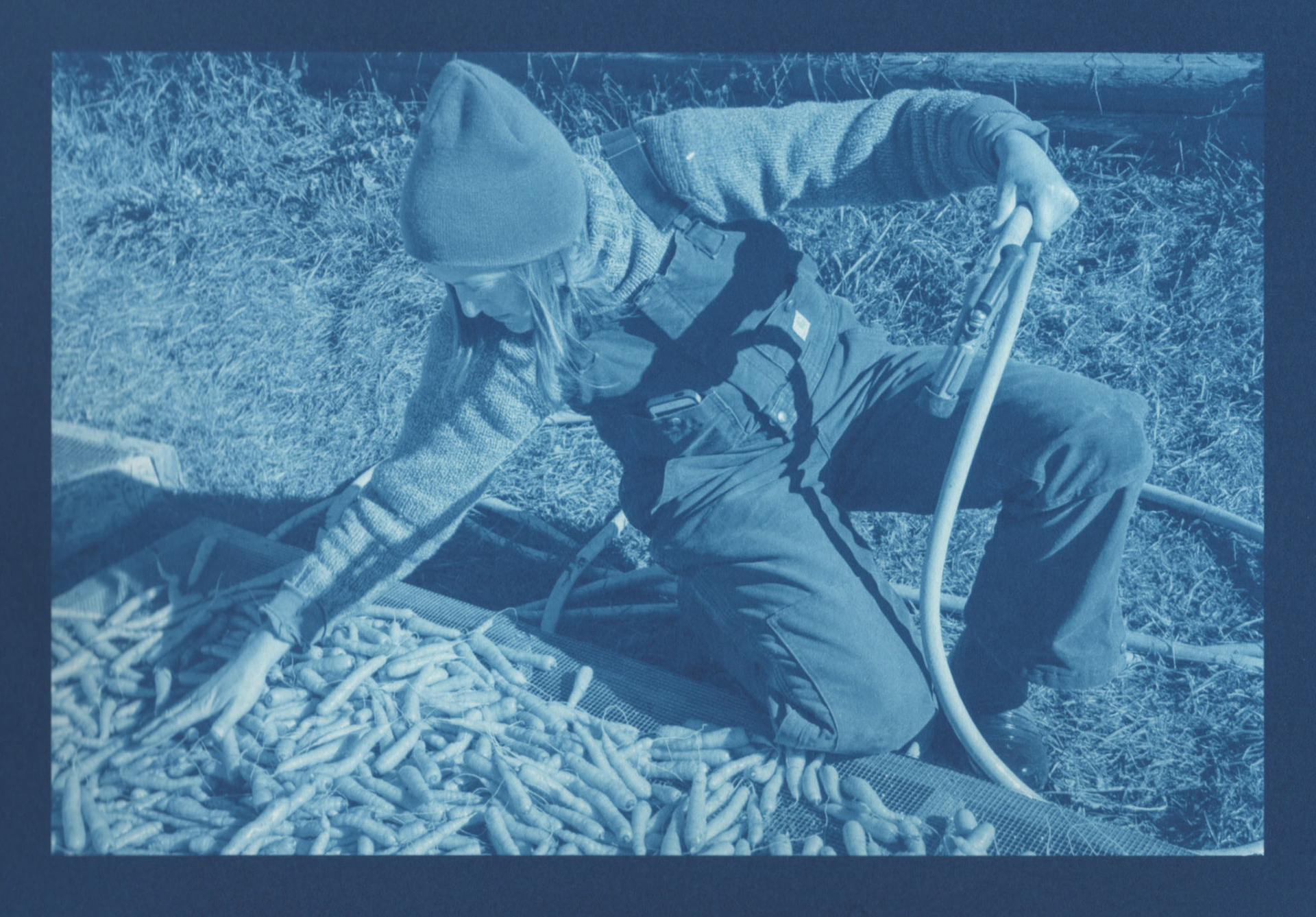 Cyanotype - Washing Carrots
