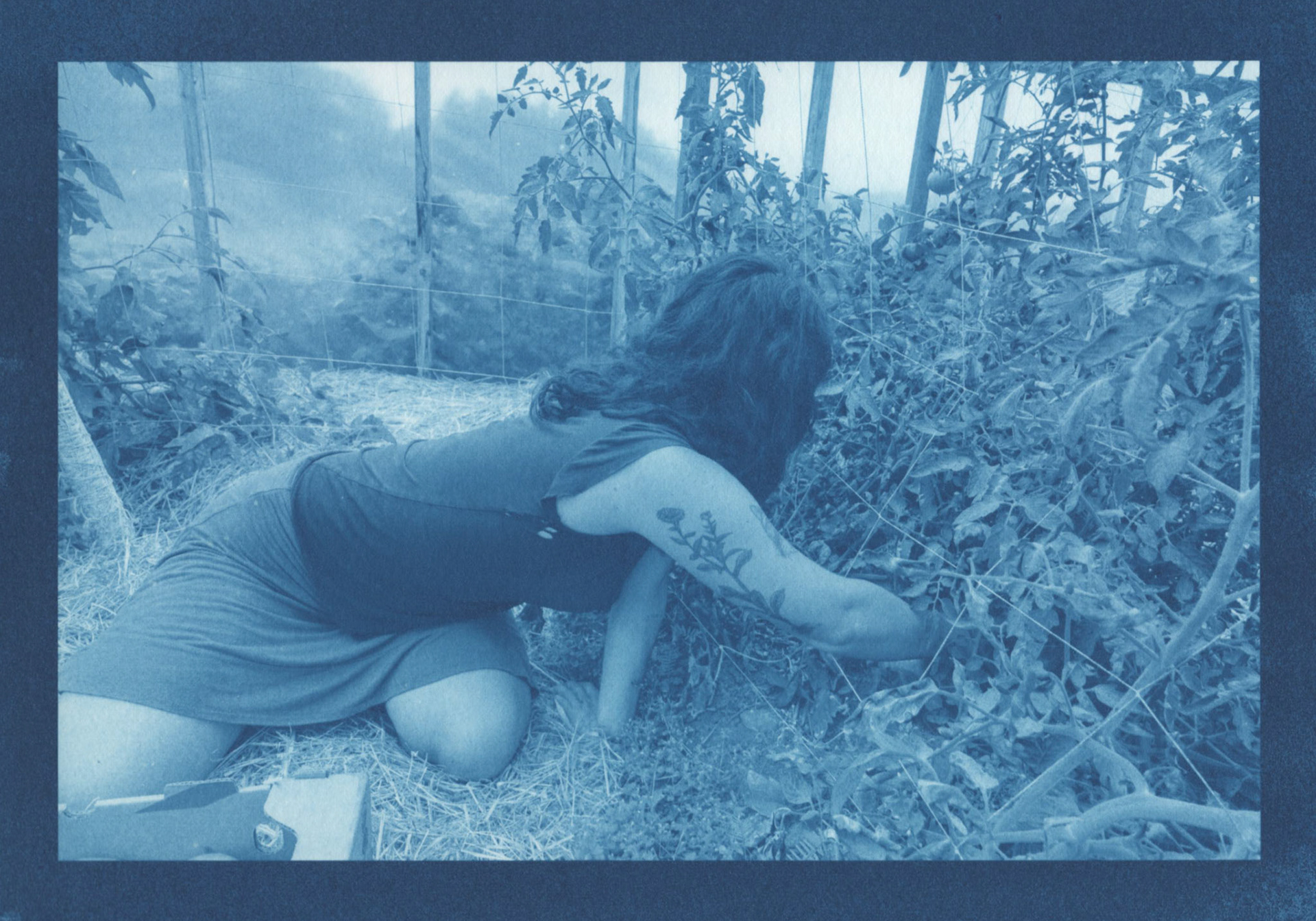 Cyanotype - Picking Tomatoes