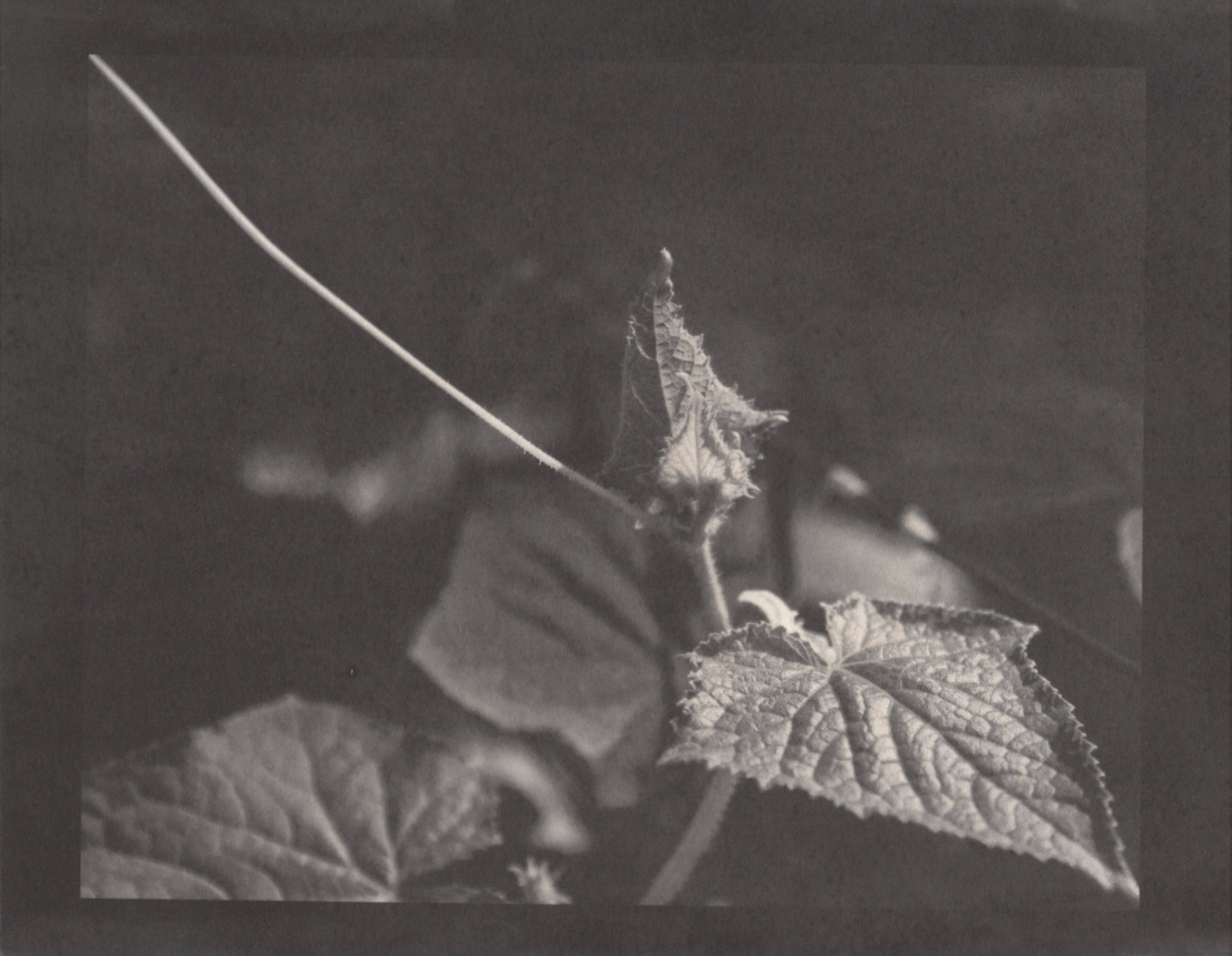 Kallitype - Cucumber Leaves