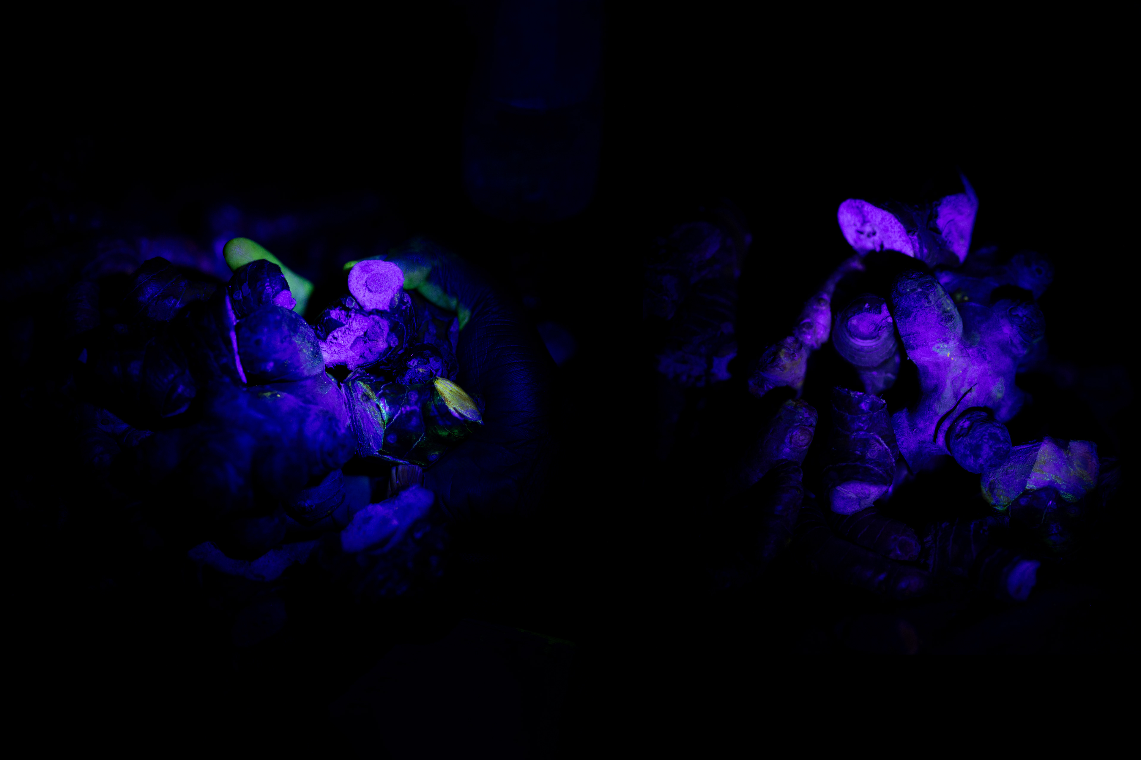 Familiar #1. 2023. Photographic print; bioluminescent material (tonic water, saliva and turmeric/galangal roots) and Victoire Hemedi. 20x30 inches.