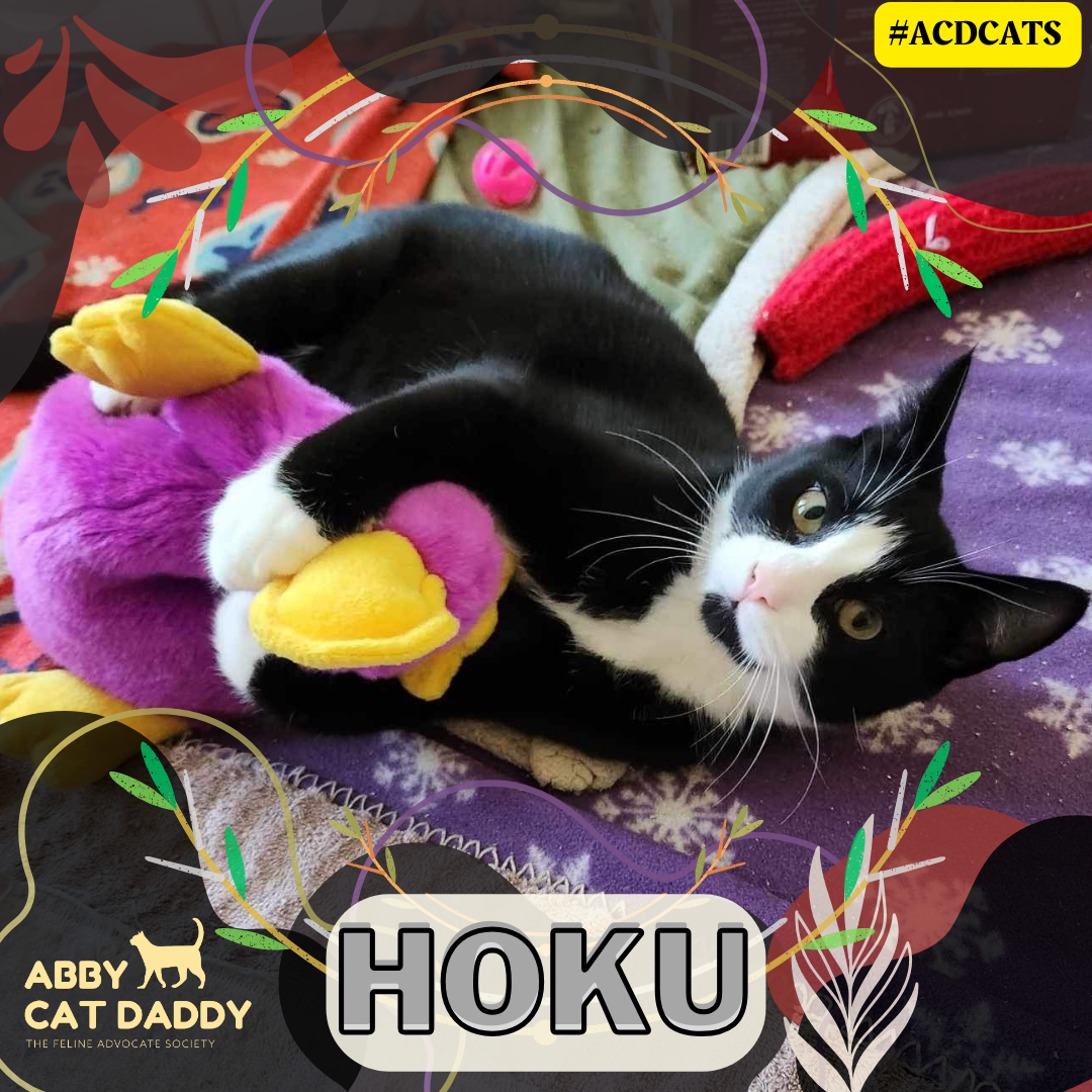 Cat Adoption Graphic