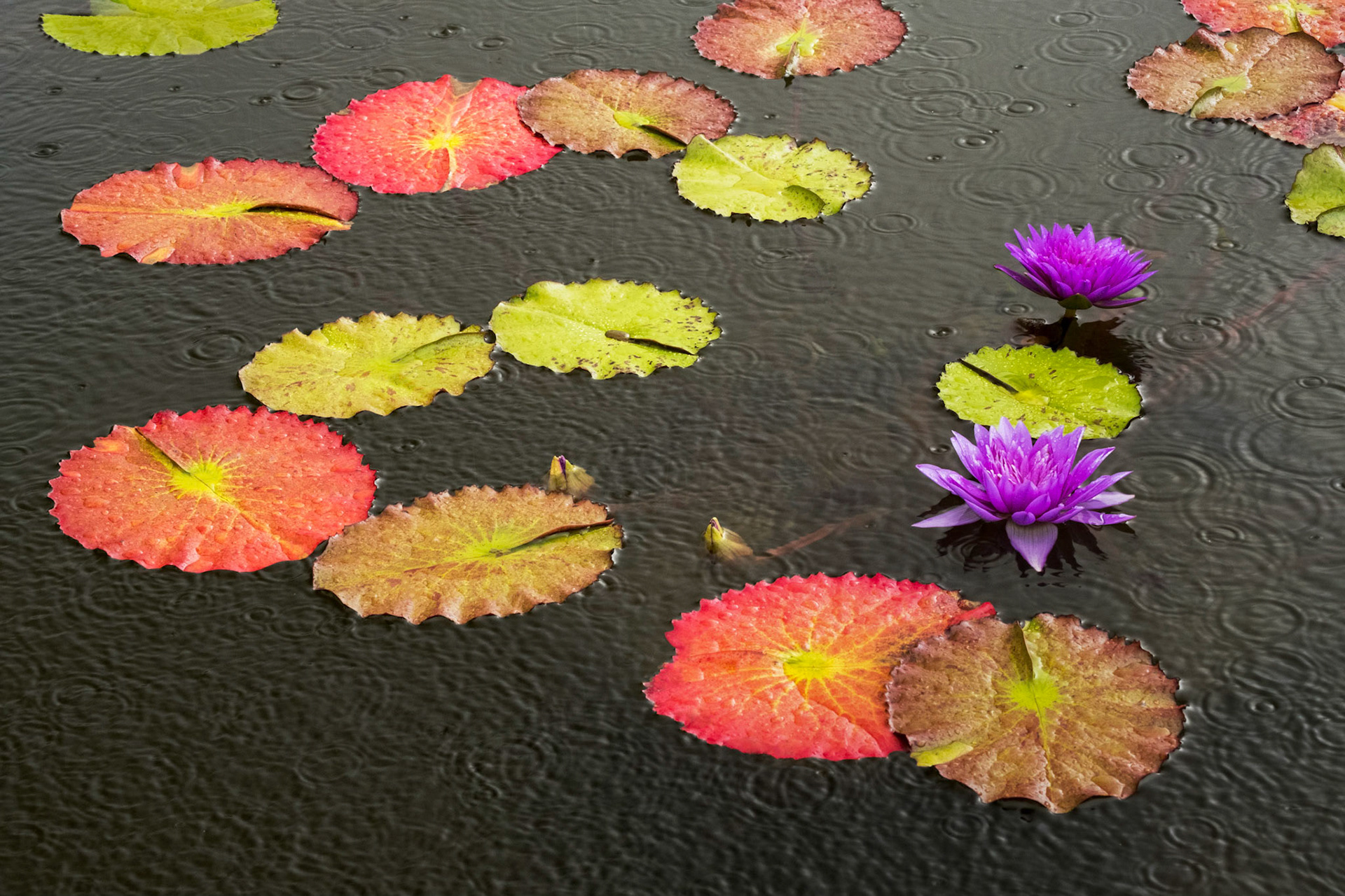 Lily pads surrounded by water drop patterns taken at gardens in Asheville NC