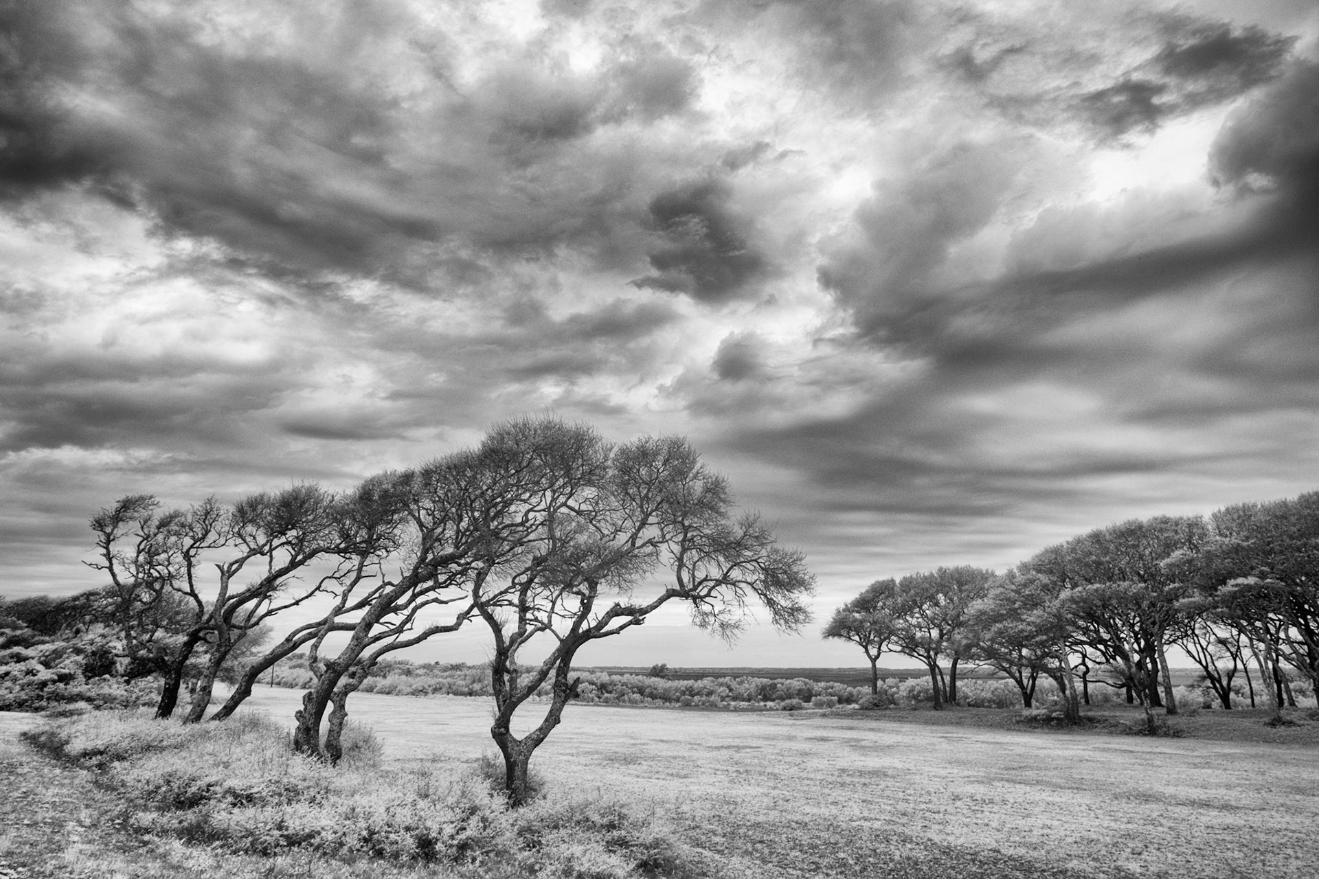 Dramatic sky over Live Oaks near Kure Beach NC