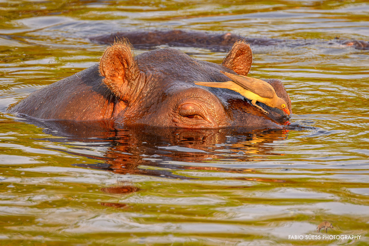 Hippopotamus (Hippopotamus amphibius), Okavango Delta, Botswana