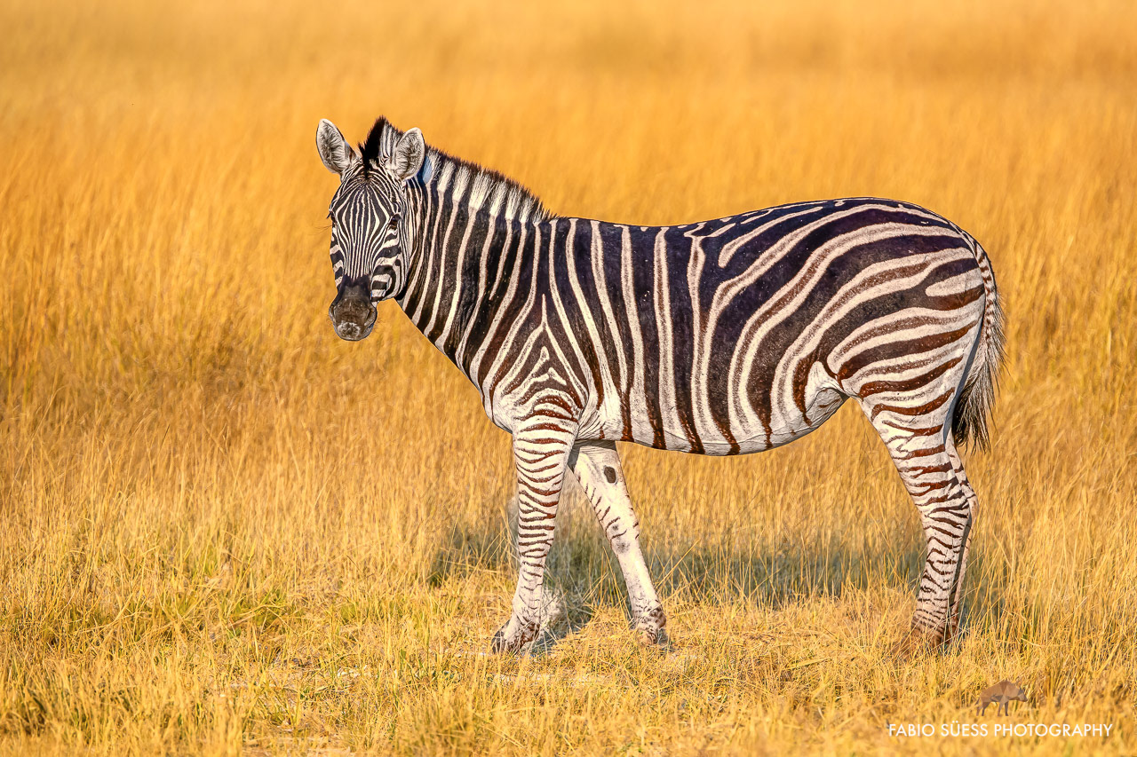 Plains (Burchell's) zebra (Equus quagga burchelli)